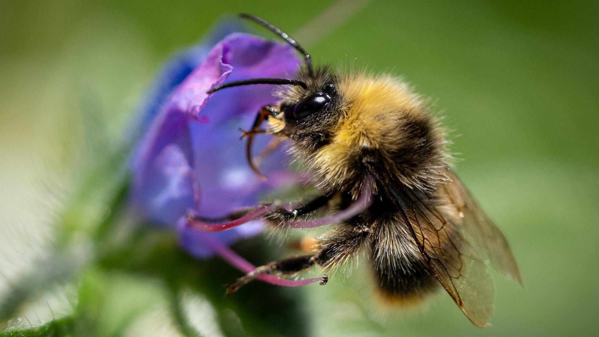 A bumblebee sits on a purple flower and feeds on the nectar. The background is blurred greenery