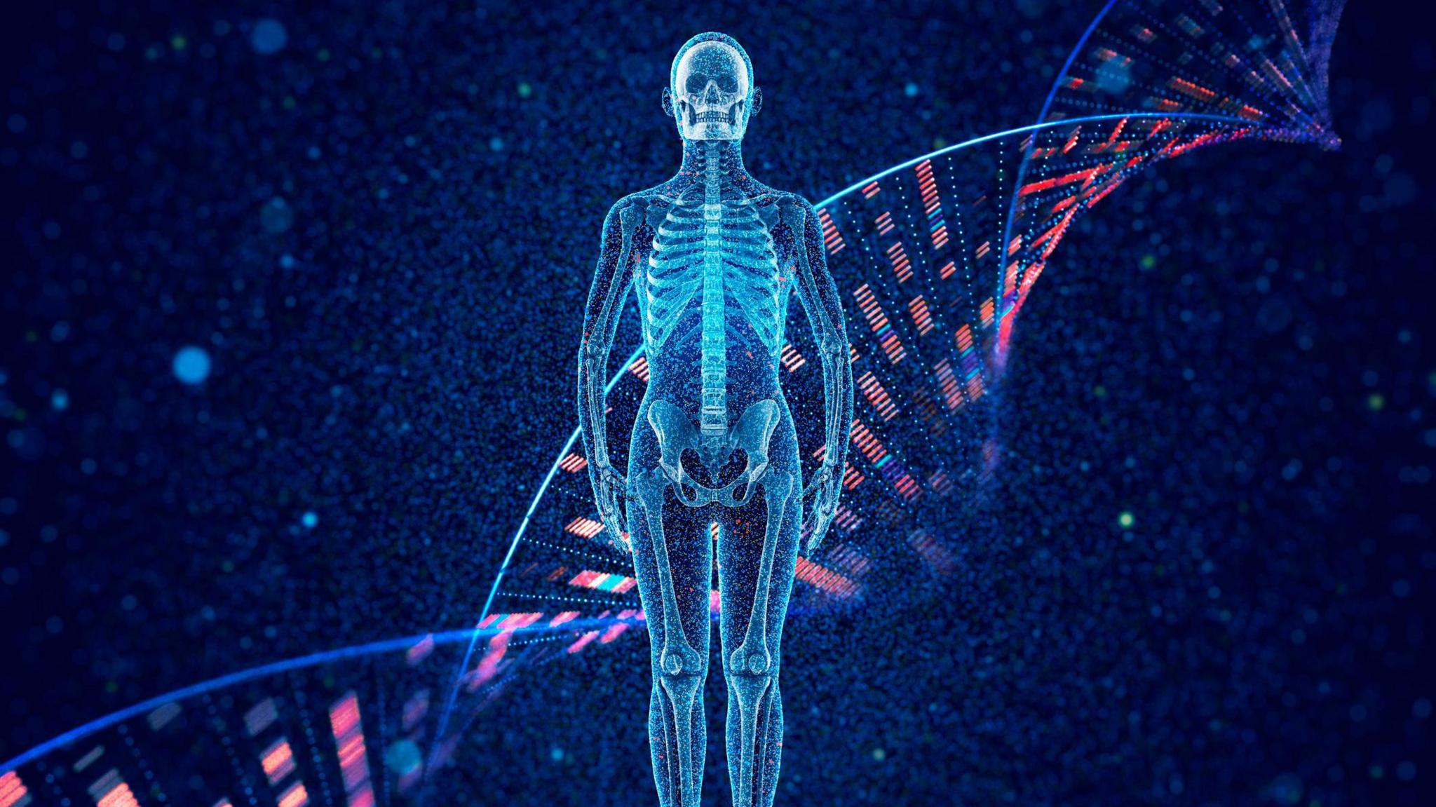 A graphical outline of a human body that shows the bones inside in blue with a swirl of genetic code in the background, evoking the idea our bodies arise from the genetic information inside