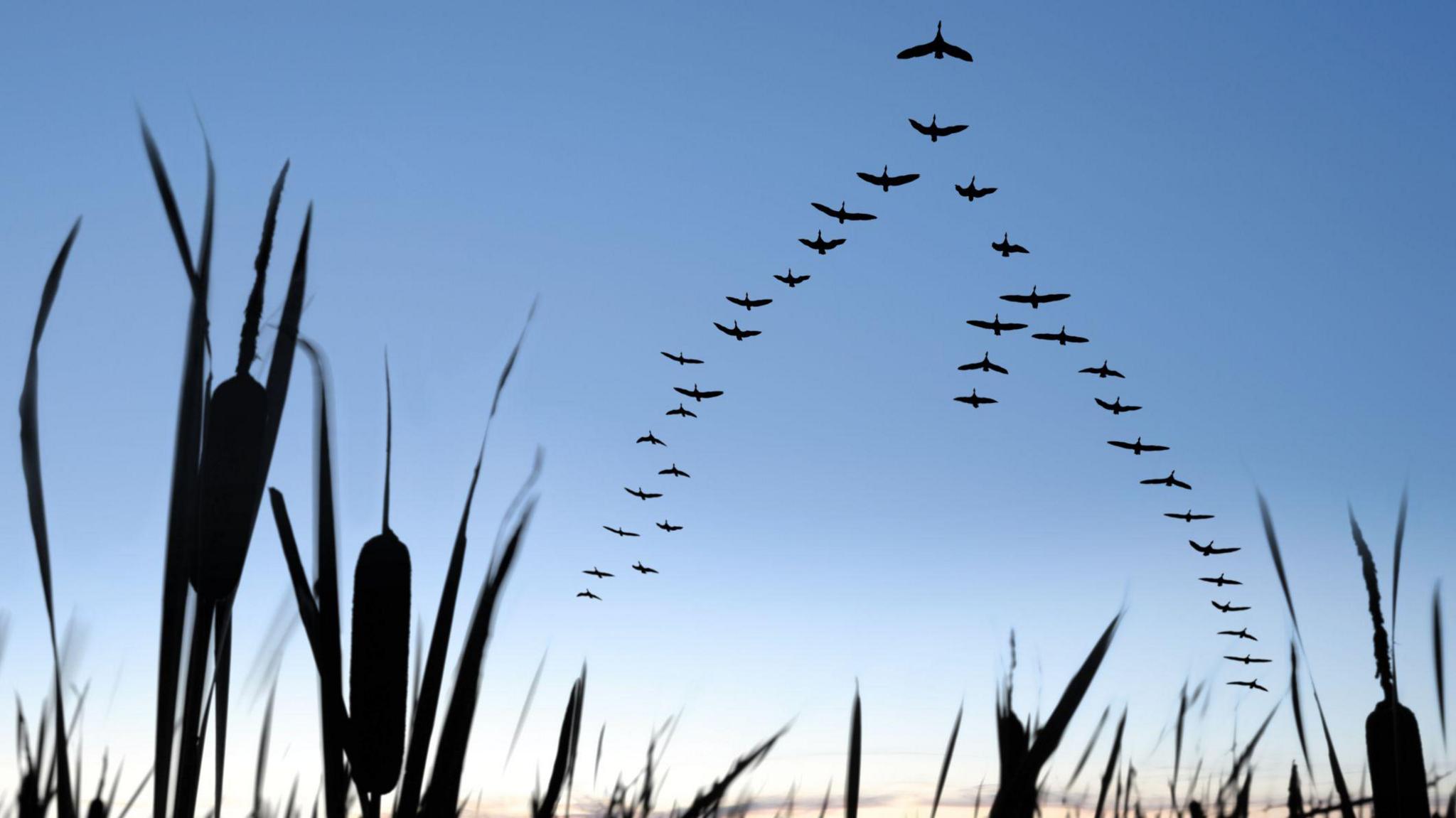 A photo of geese in formation flying overhead at twilight, reeds can be seen silhouetted in the foreground. 