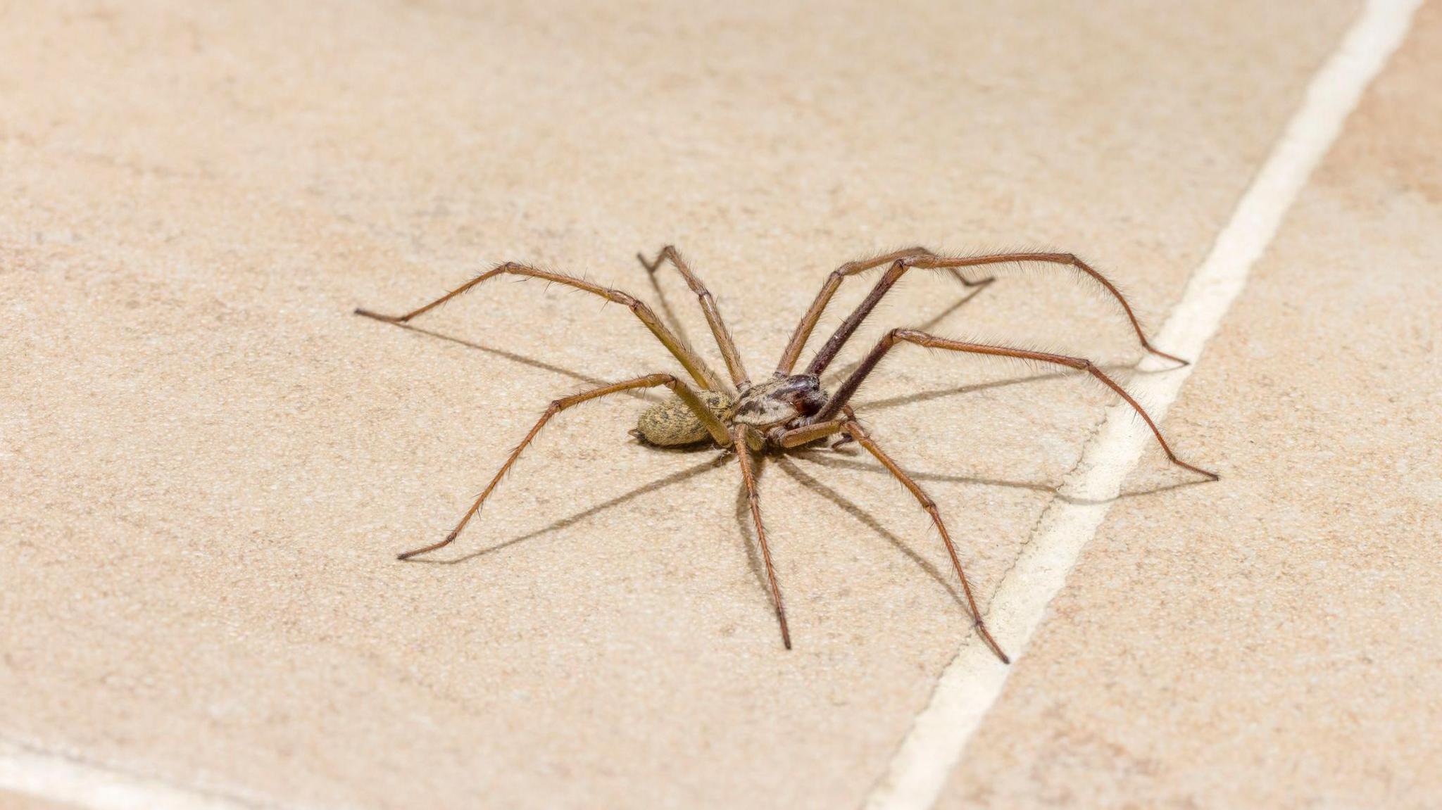 A house spider