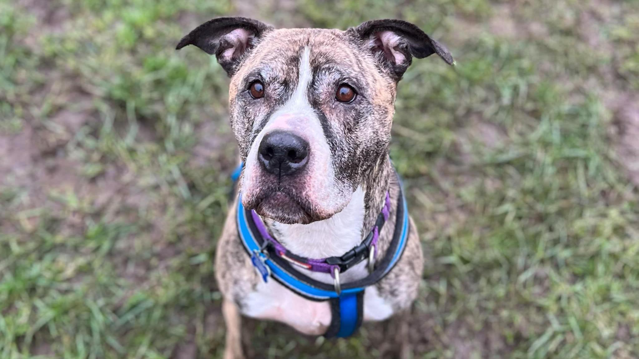 Tess, an eight-year-old mastiff cross with white and brindle fur, looks into the camera while sitting on a muddy, grassy field.