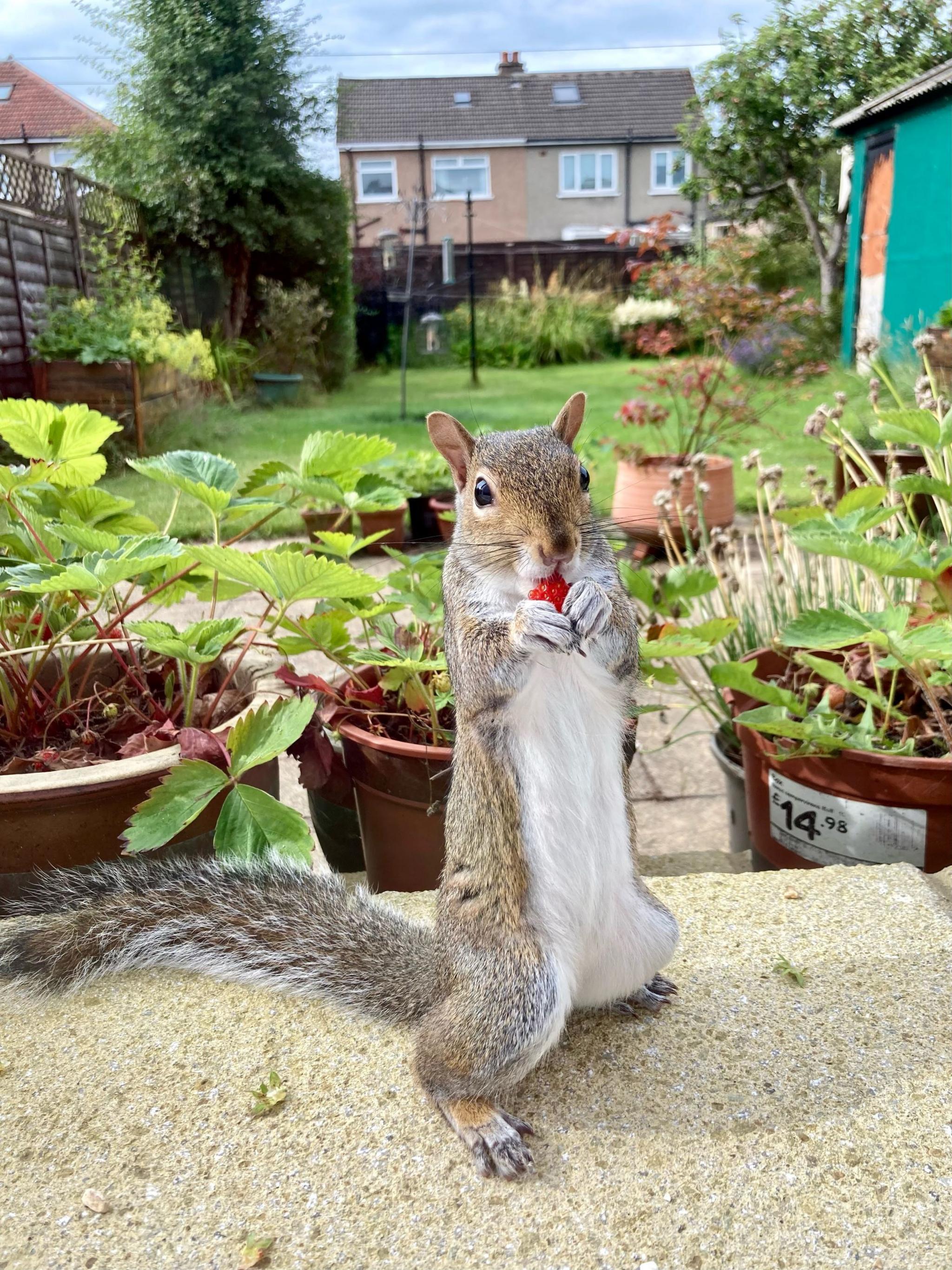 Small squirrel, standing on a wall holding a red berry and eating with a garden in the background