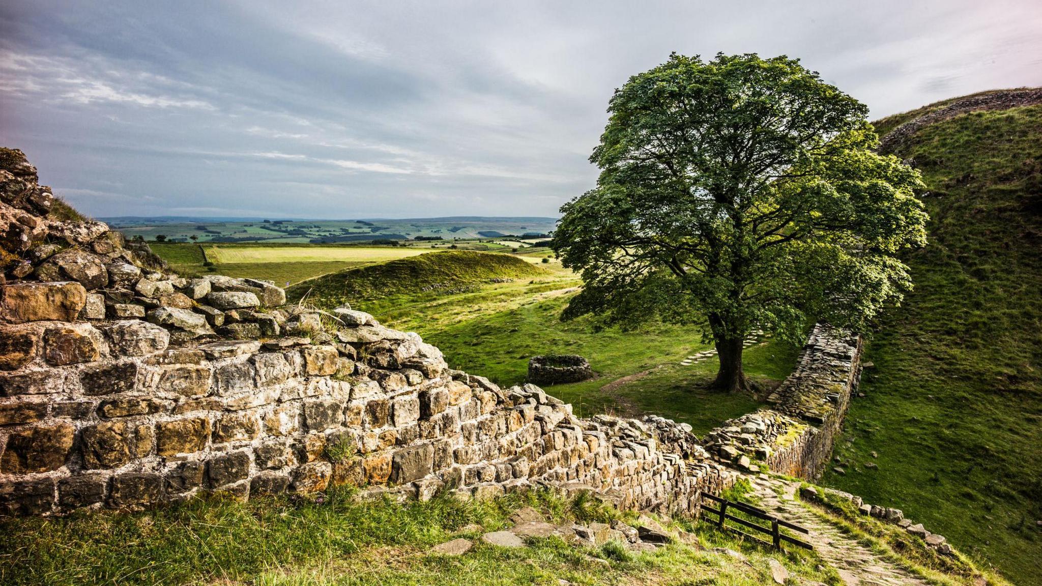 sycamore gap tree at Hadrians wall