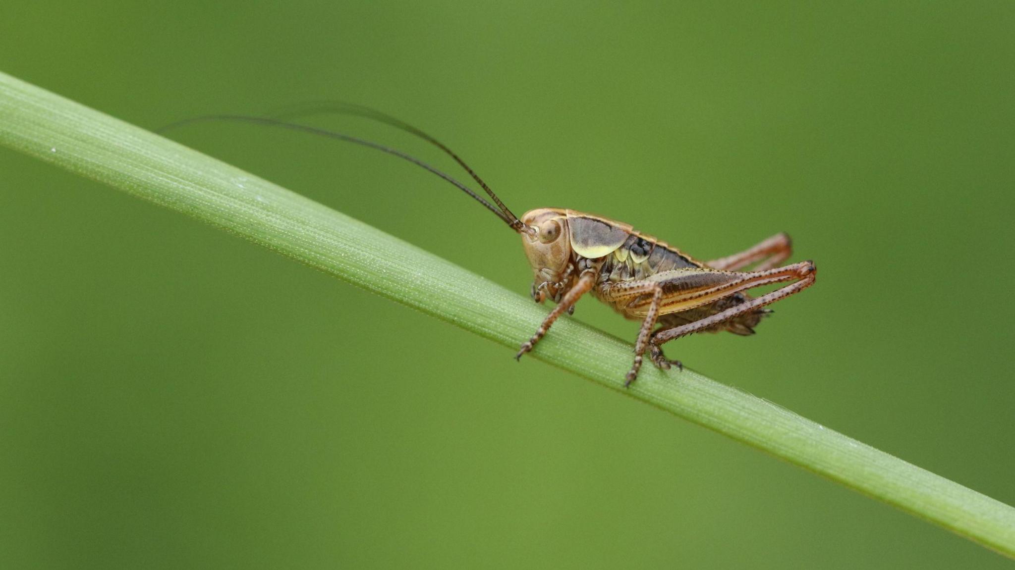 grasshopper on a blade of grass.