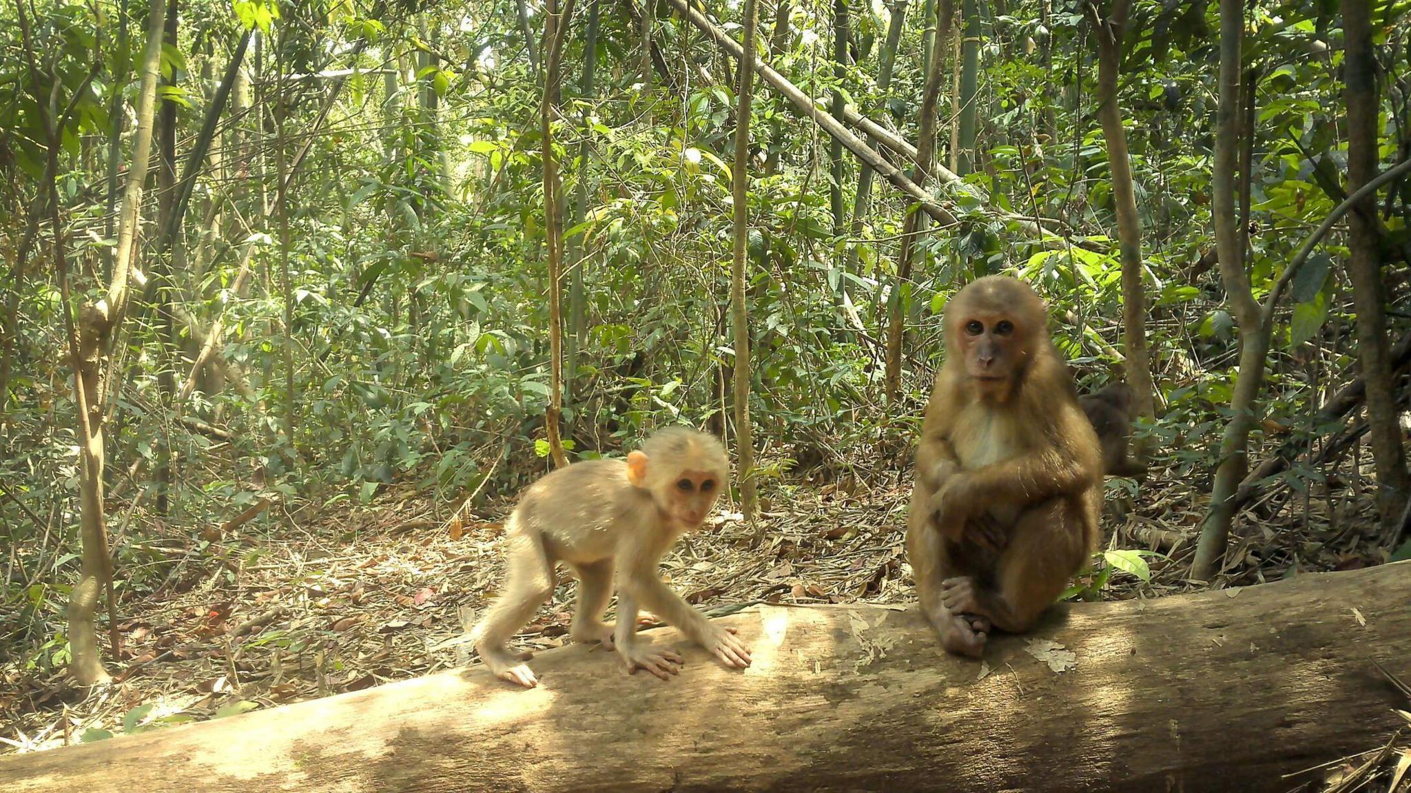 Two stump-tailed macaque sat on a fallen tree