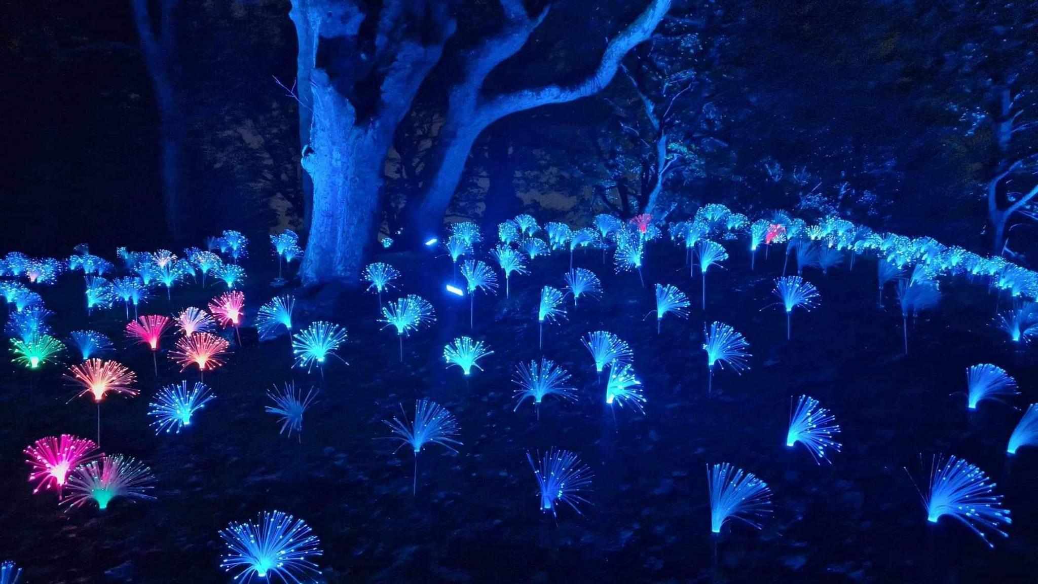 Sunderland's Festival of Light in 2023. There are small blue light installations on the grass with trees in the background. There are some pink, green and orange lights in the left corner. The installations resemble the shape of fireworks in the sky.