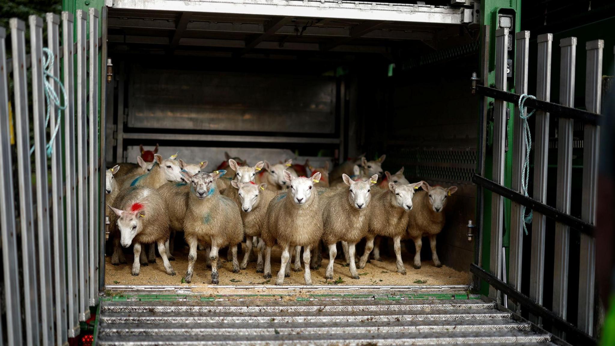 Lambs in a trailer. They are standing at the open doors of the trailer awaiting to run down a metal ramp.