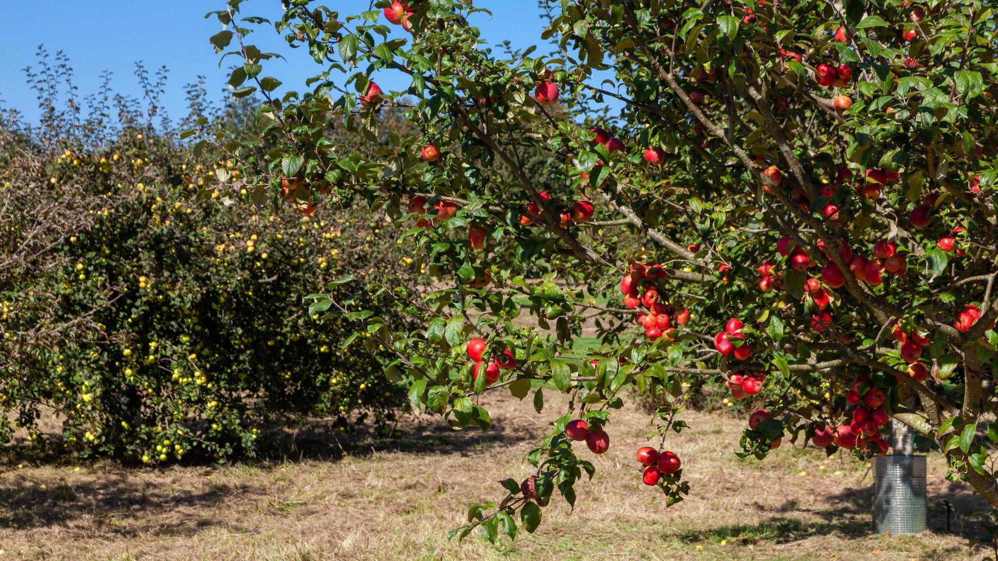 The apple orchard at Cotehele has tress laden with red and pale green apples. The grass below looks brown and dry.