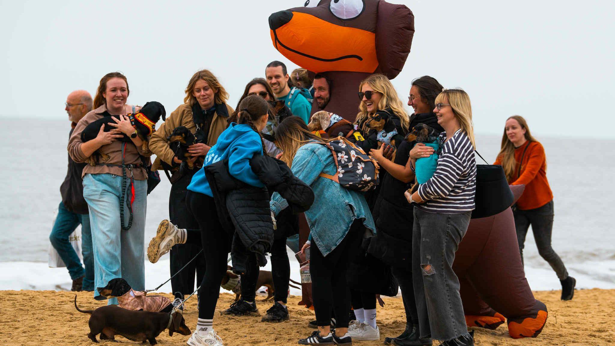 A group of people on a beach with their dachshunds. One man is dressed in a very large dachshund costume. 