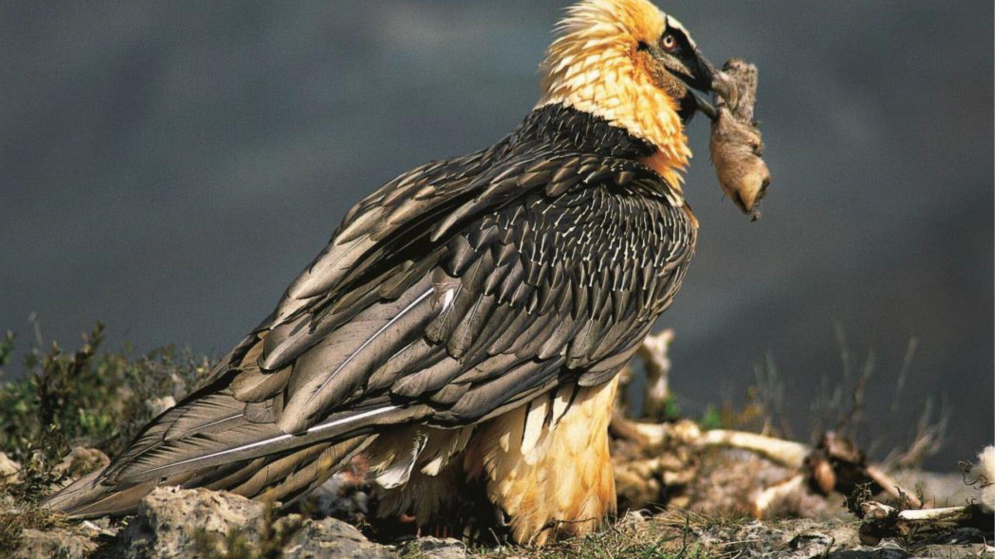 A bearded vulture