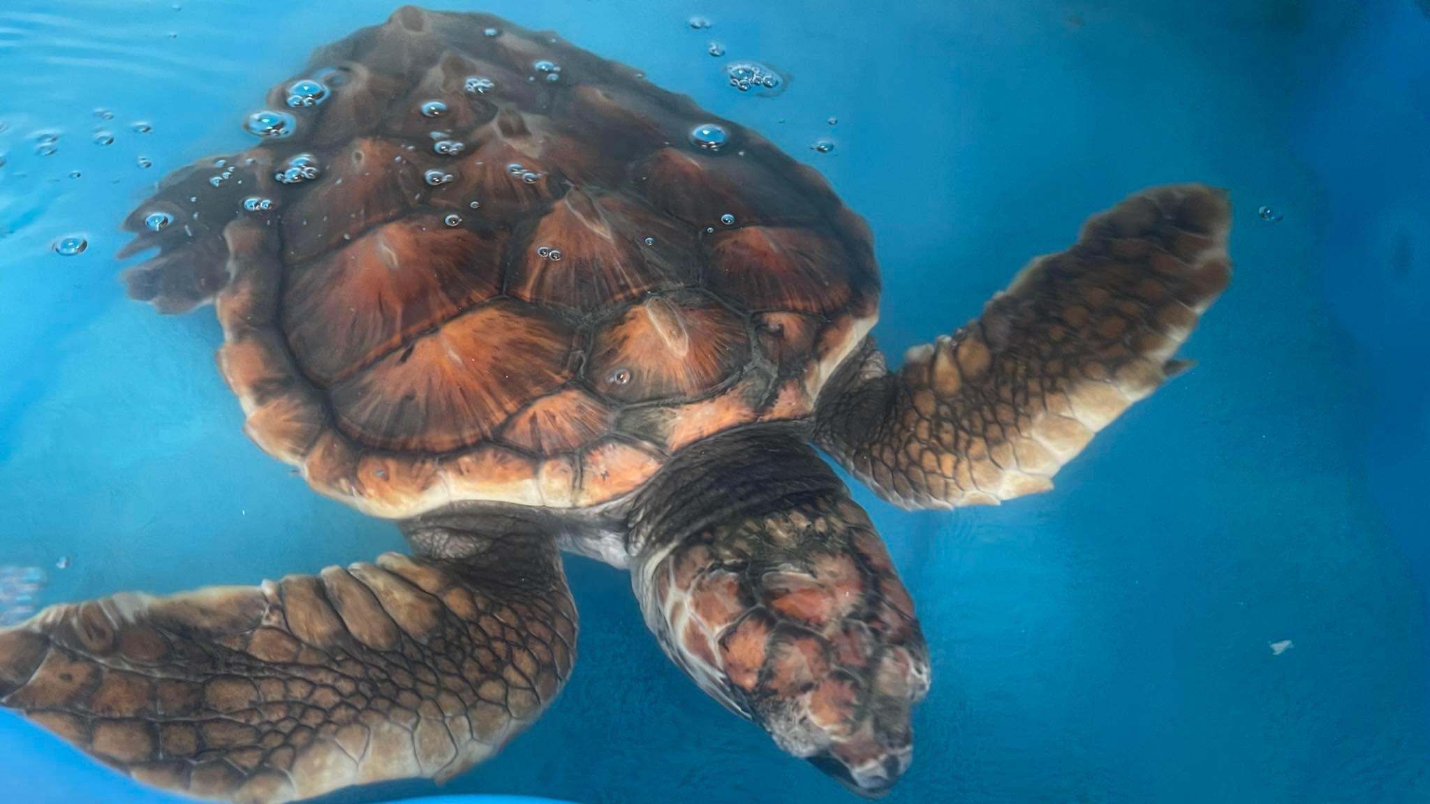 Loggerhead turtle Barnacle Bill