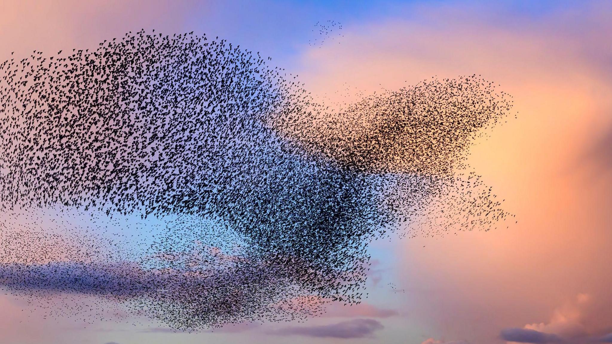 A flock of starlings in the sky