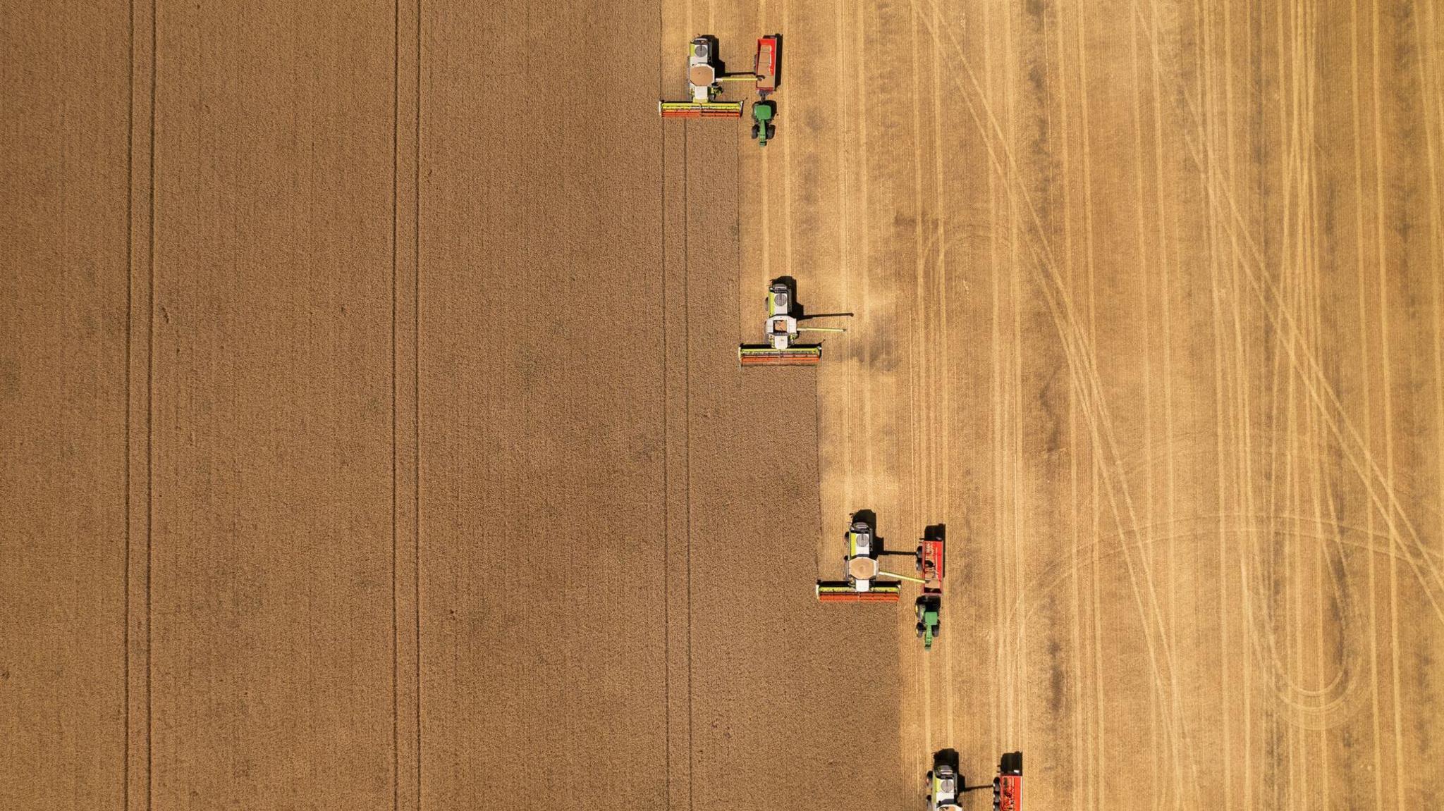 An aerial image of a brown field of crops being harvested by four combine harvesters