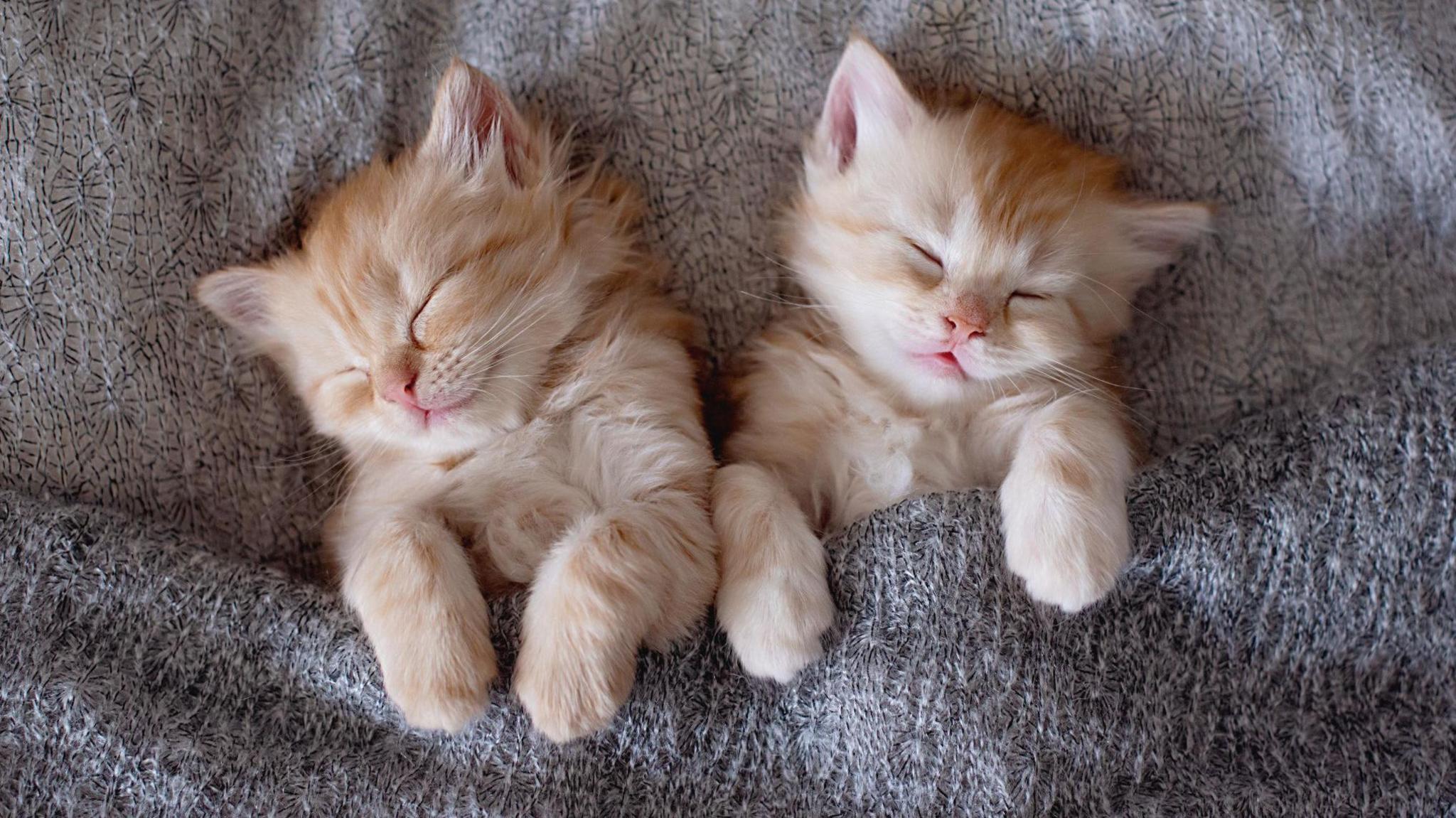 Two kittens with light ginger fur sleeping in a grey blanket.