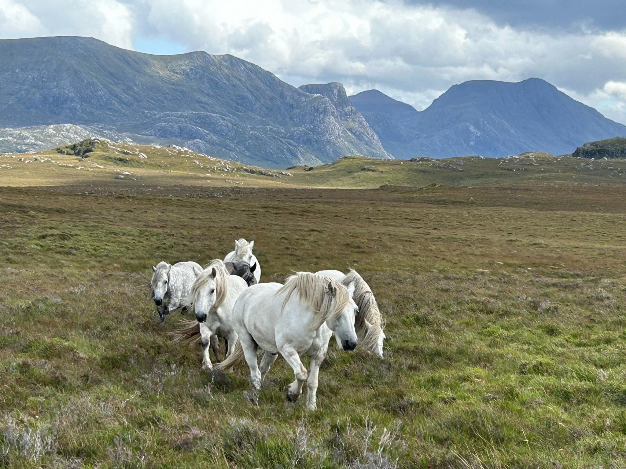 Horses in Poolewe