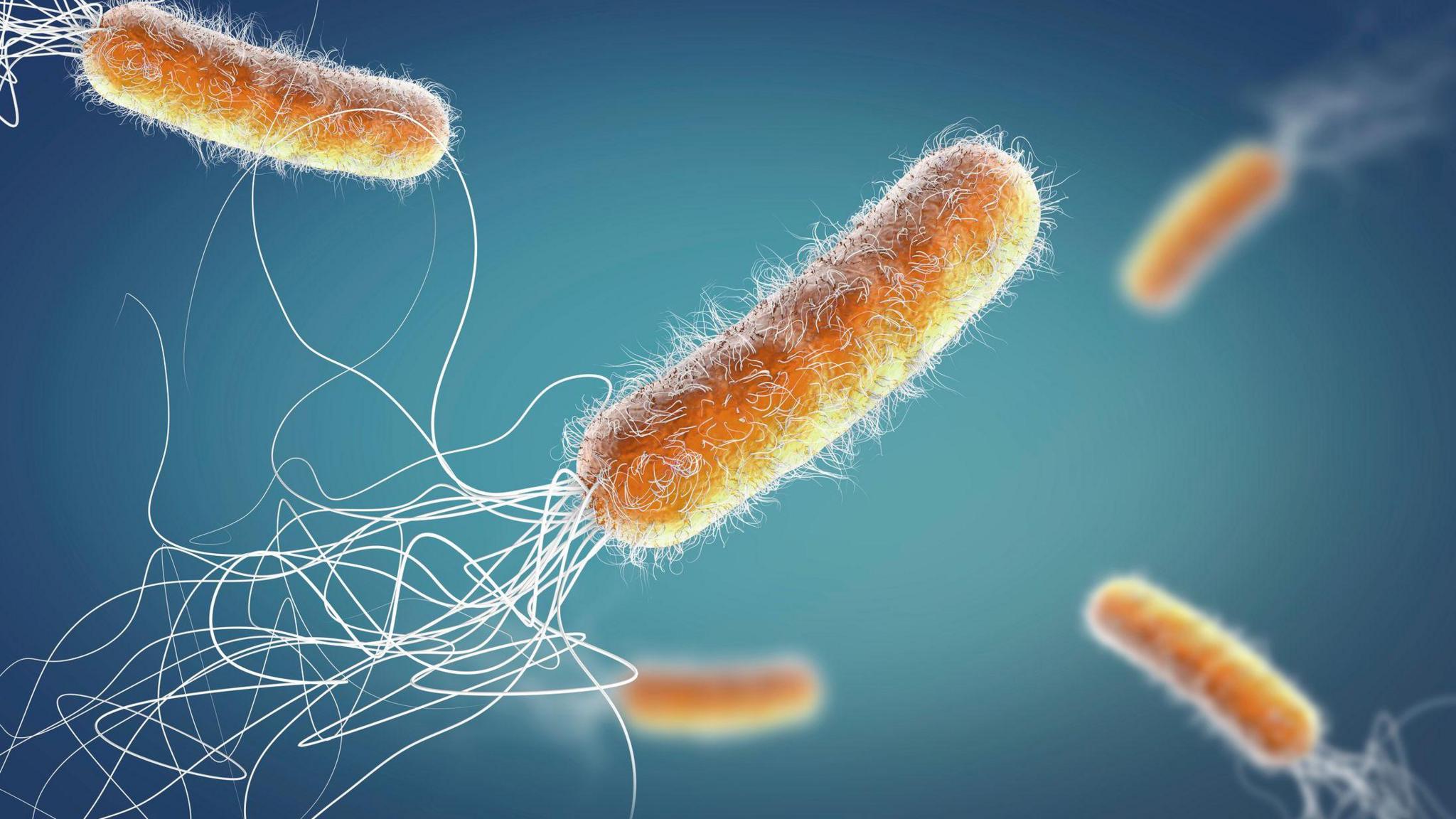 Antibiotic resistant Pseudomonas aeruginosa bacteria, 3d illustration.