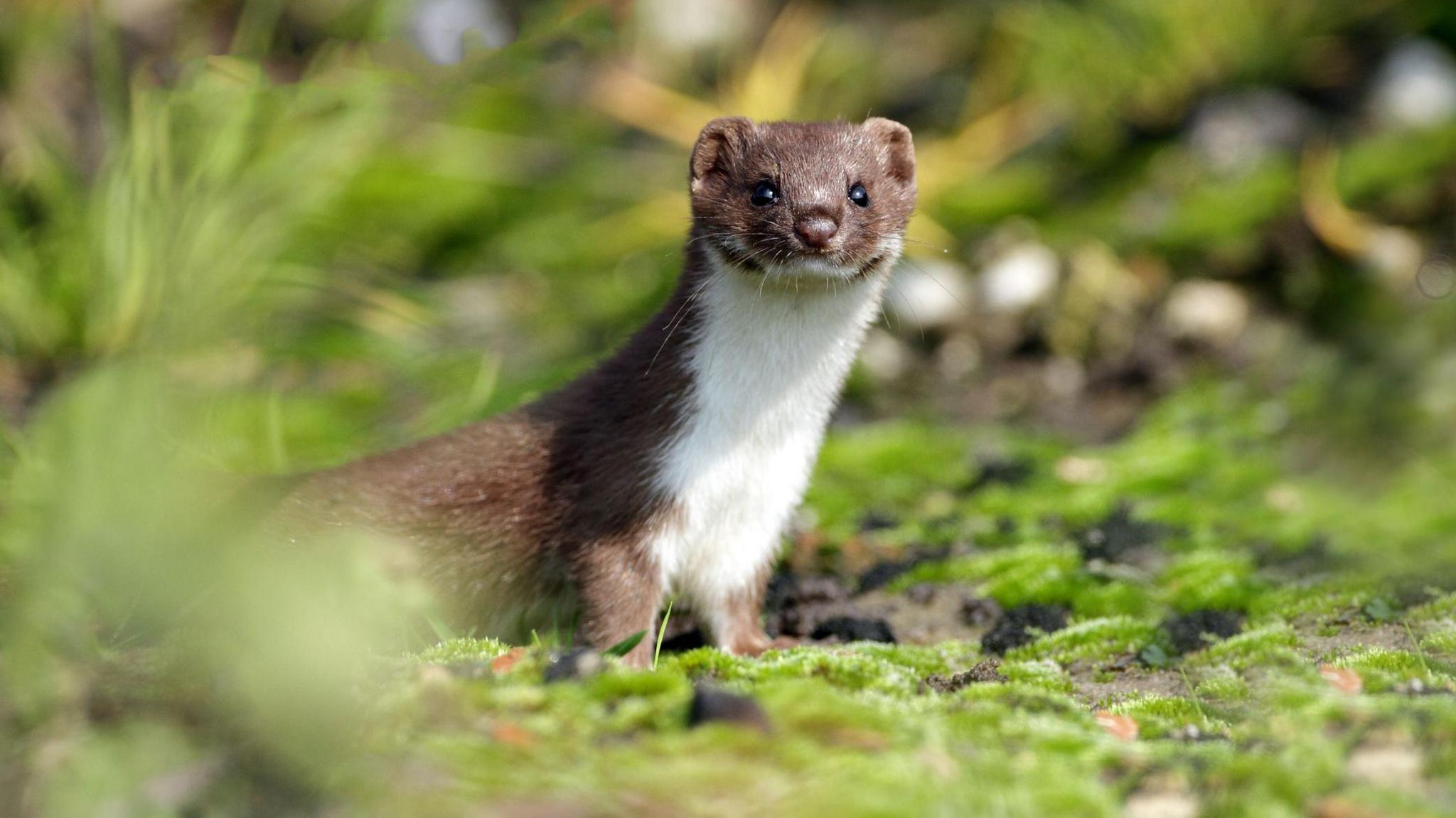 weasel in some grass