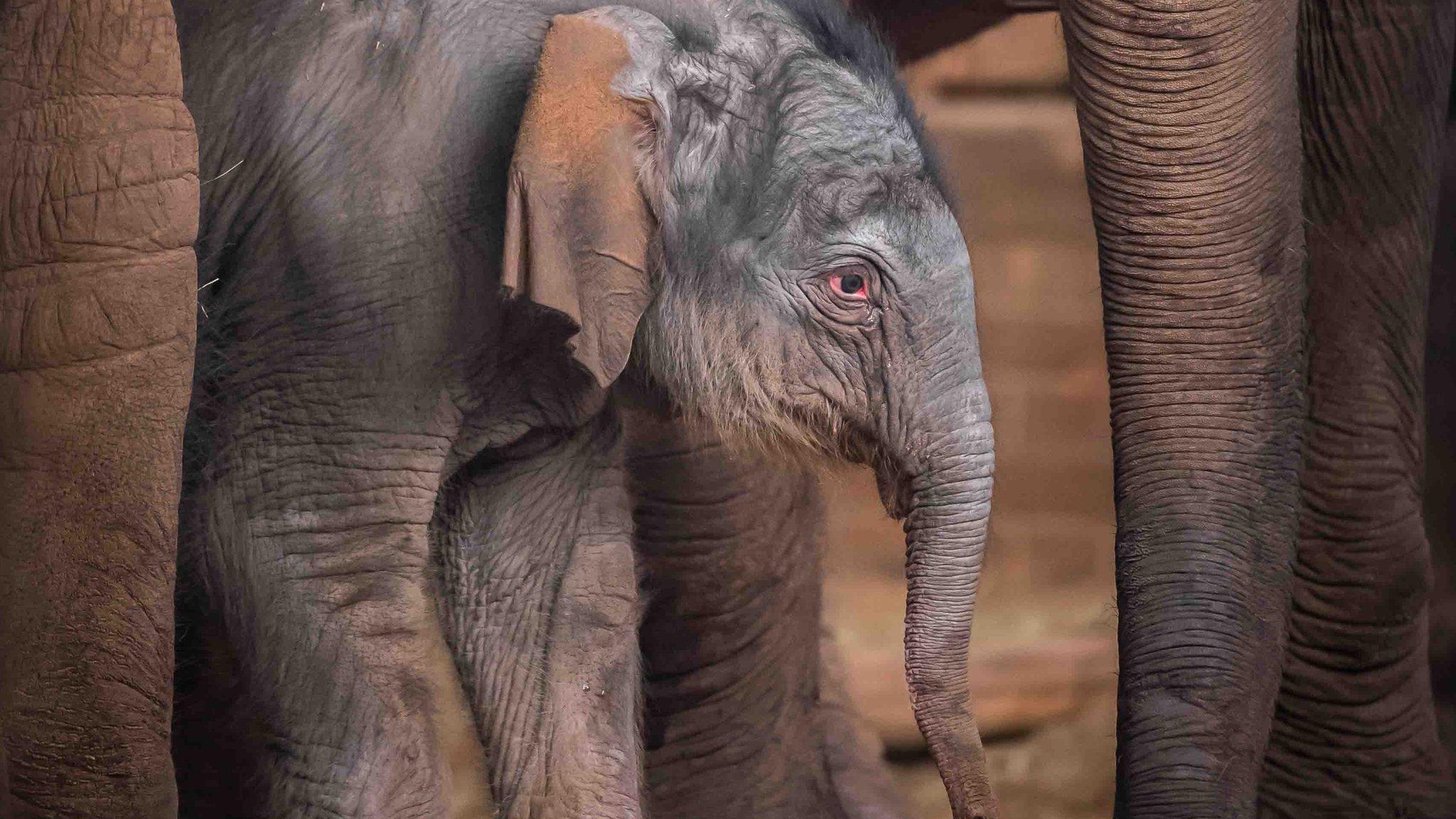 babyelephantbornatchesterzoo-5