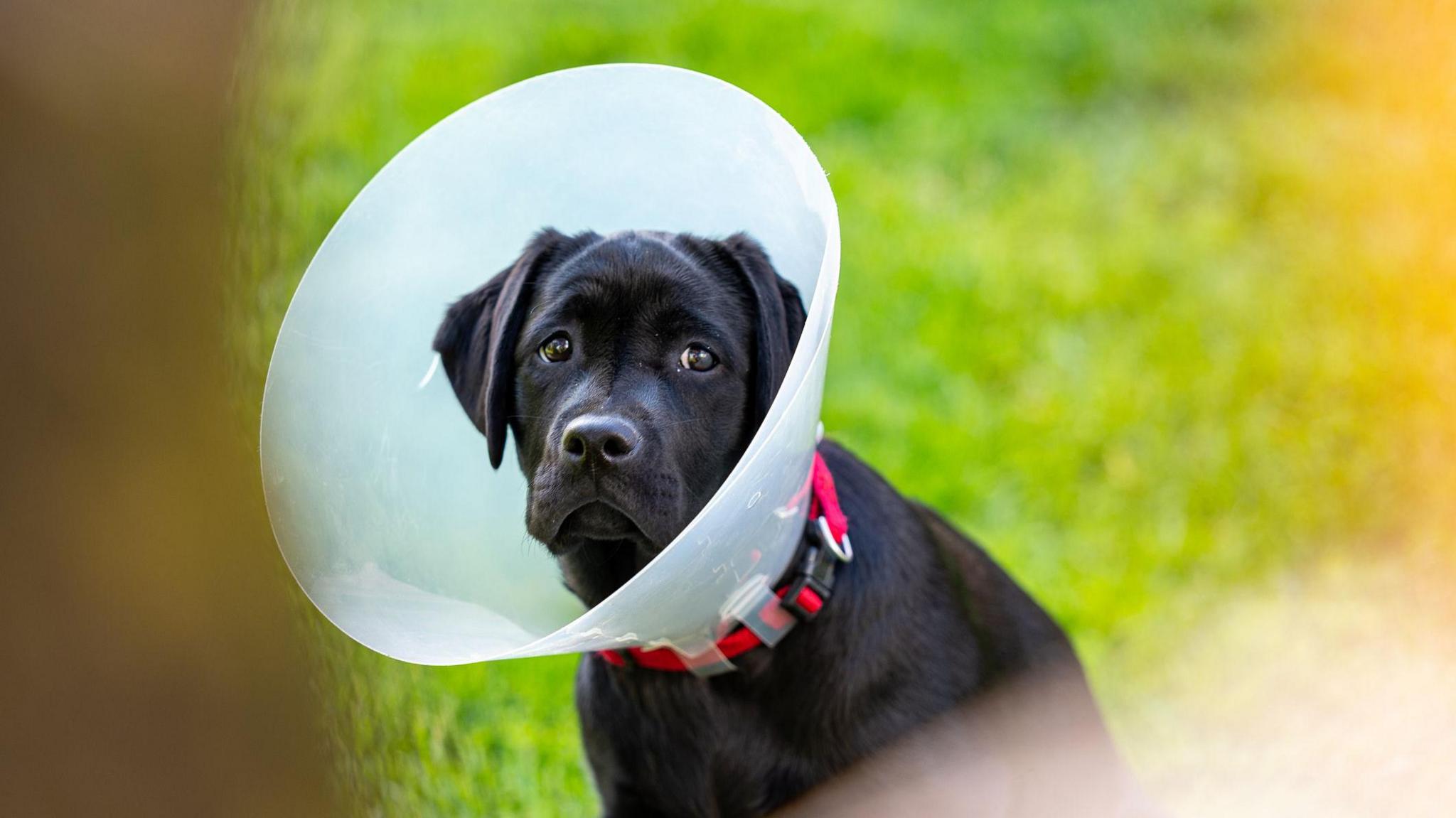 A black labrador with a white vets cone around its head and neck looking very sad