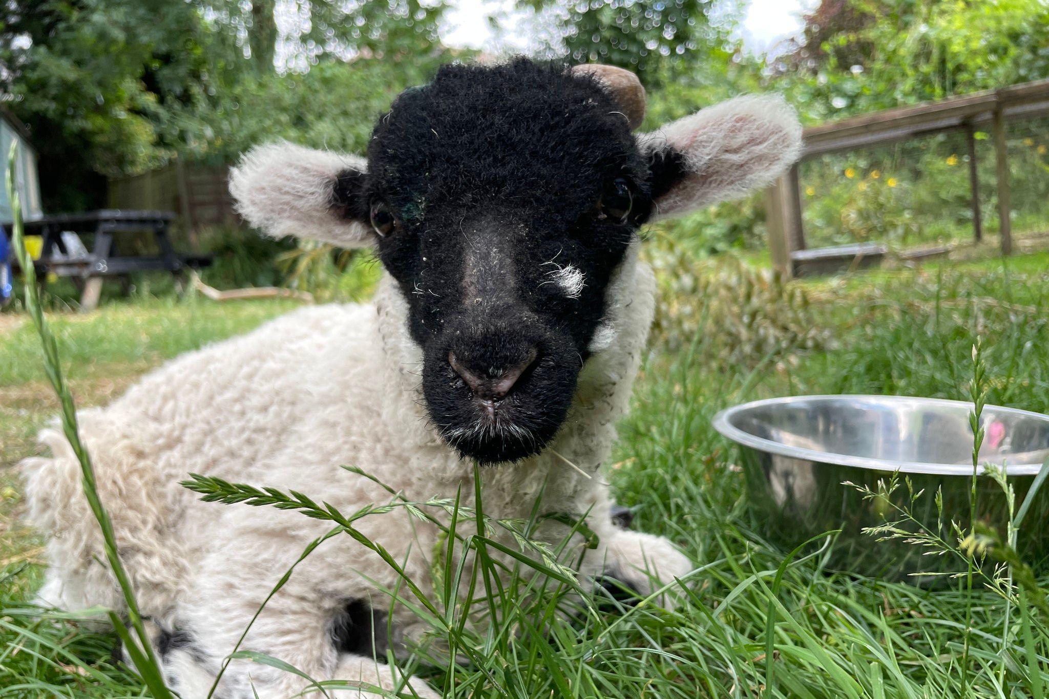 Jamie the lamb sitting on some grass