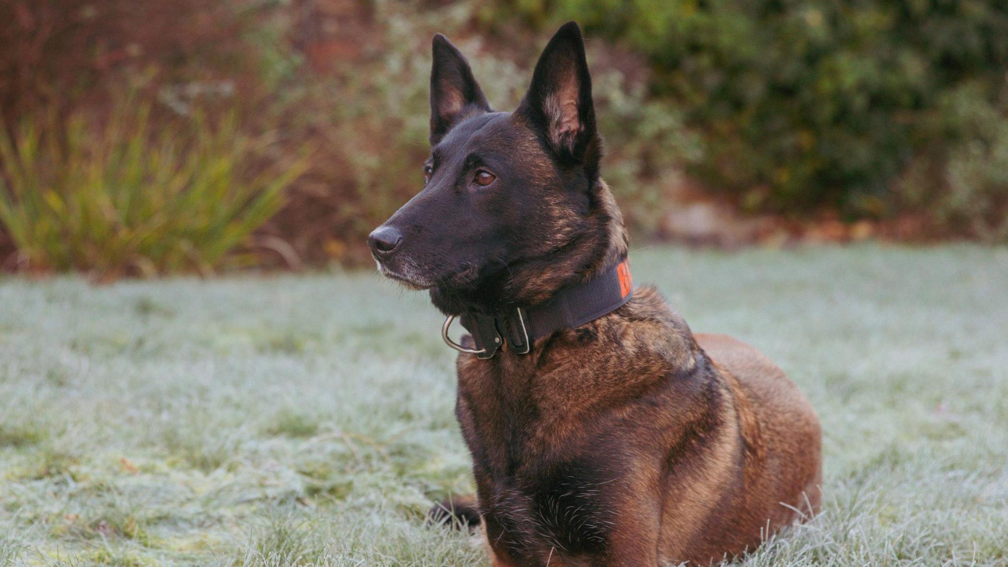 Image of a chocolate brown dog sitting on the grass