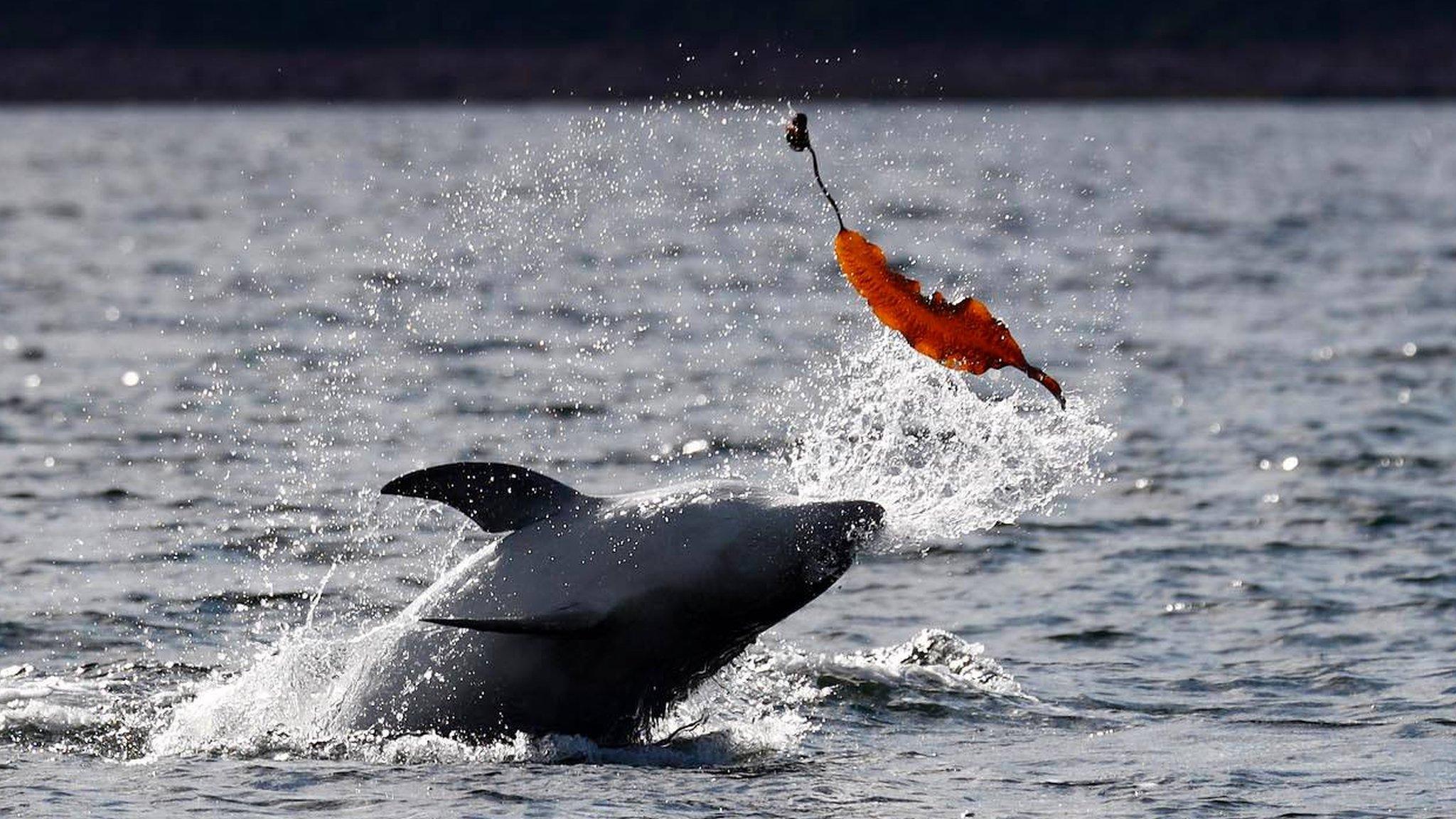 Spirtle playing with seaweed