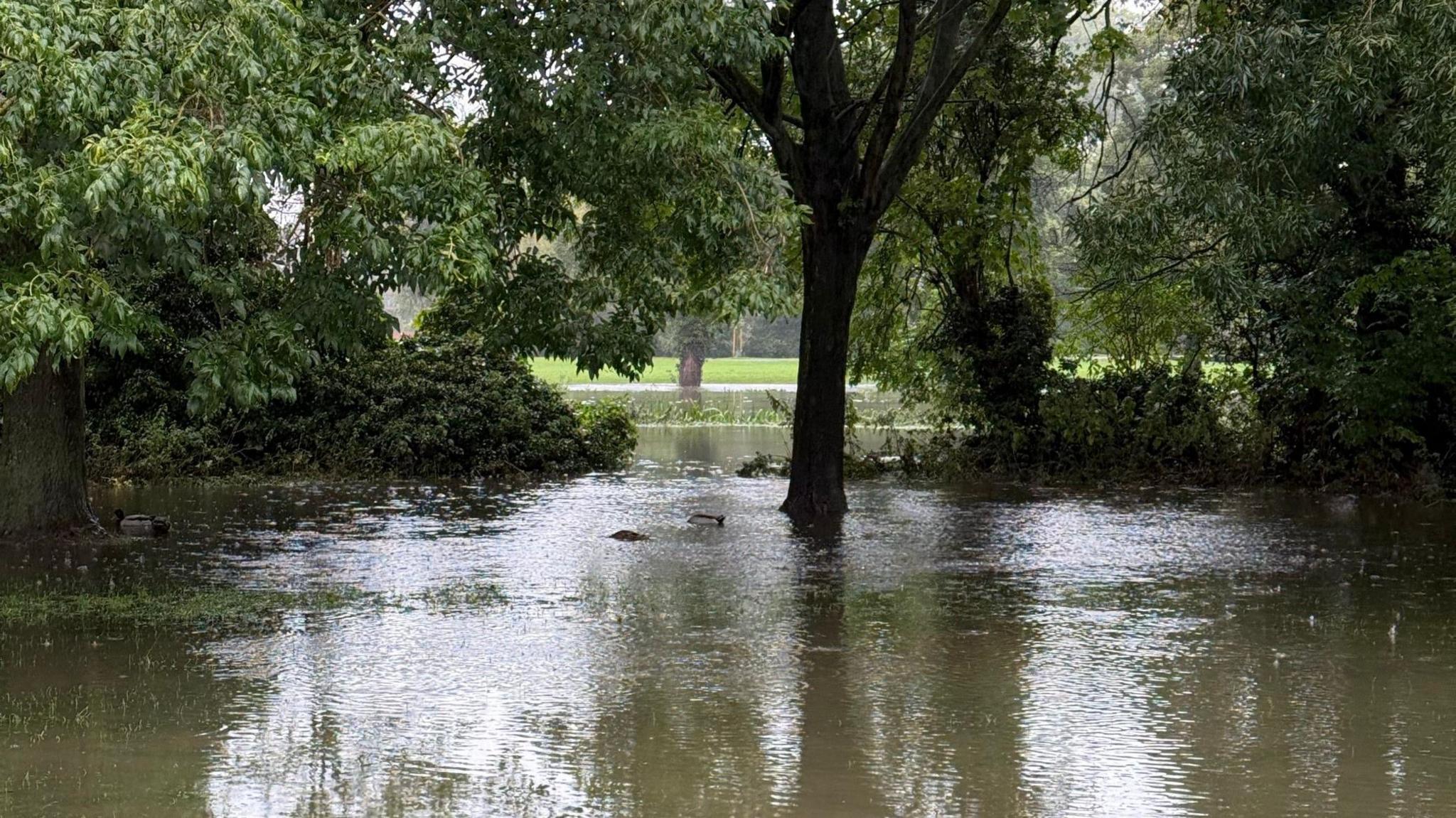 A severely flooded field with trees in the background. 