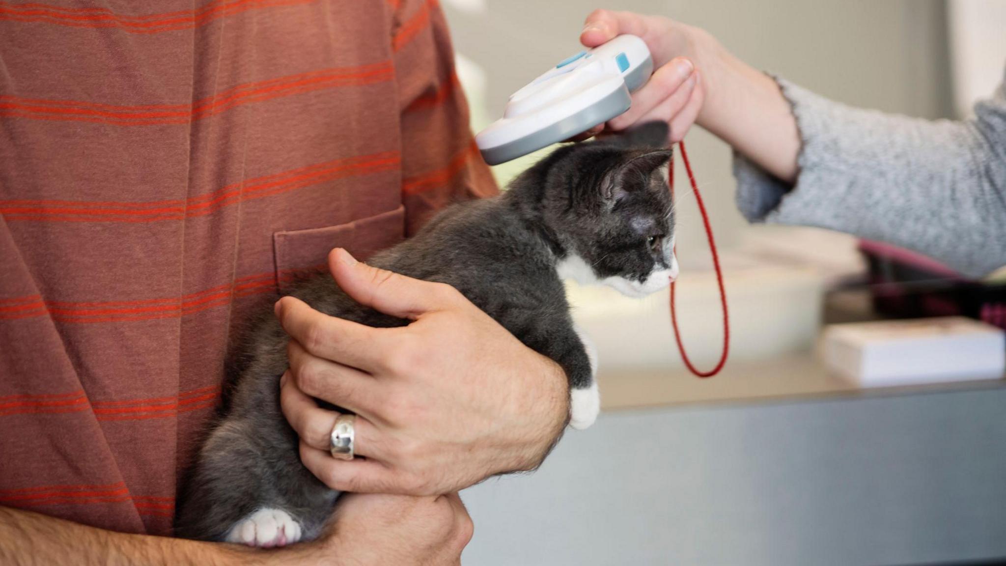 Cat being scanned with microchip device