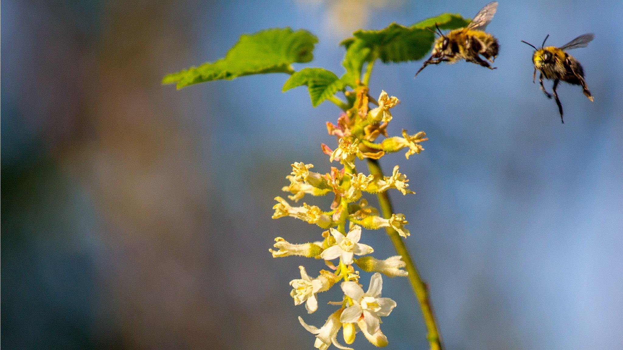 Bees in a garden in Cumnor