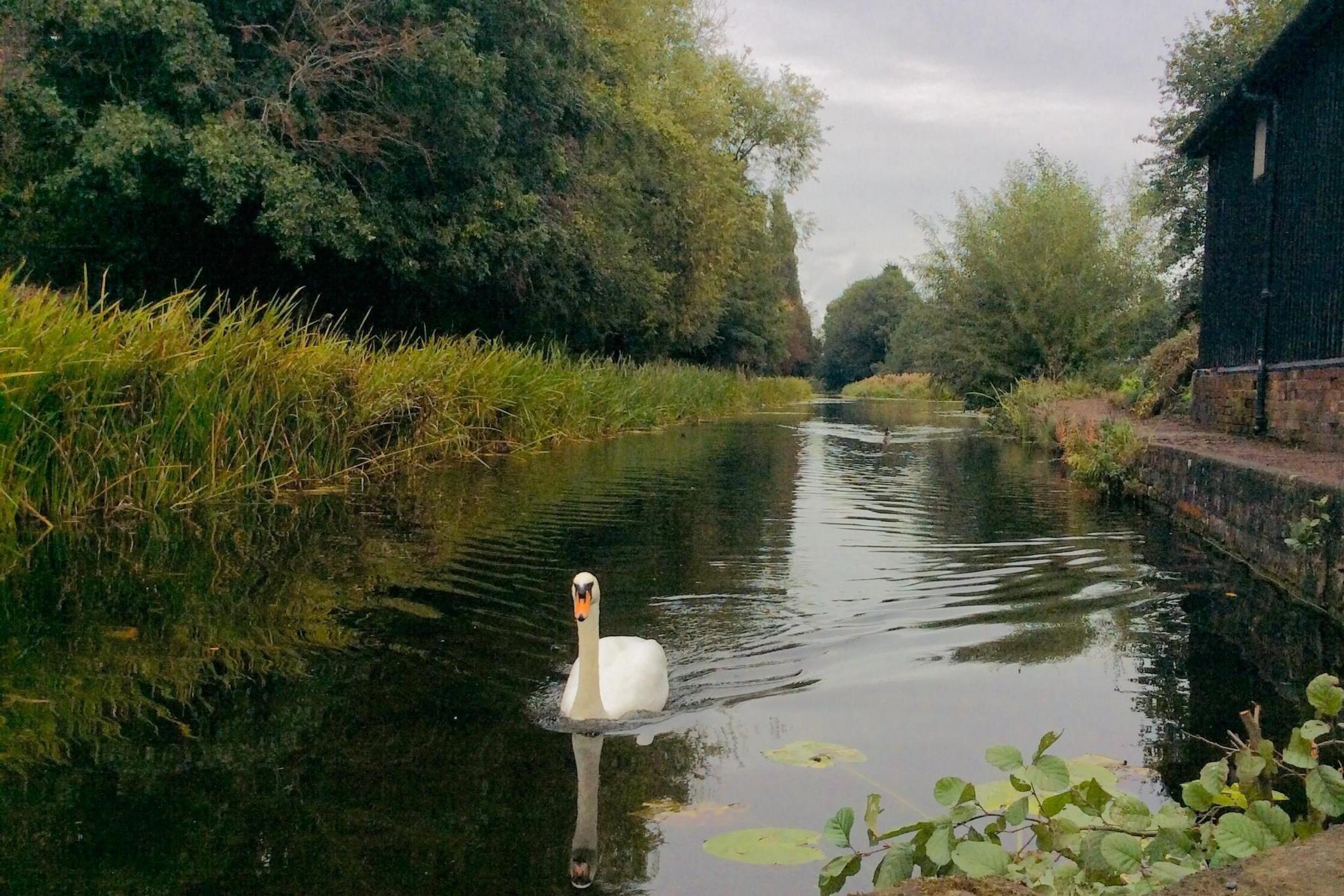 A swan on a straight stretch of canal with a grassy bank and thick trees to the left, and a brick towpath and black warehouse to the right. 