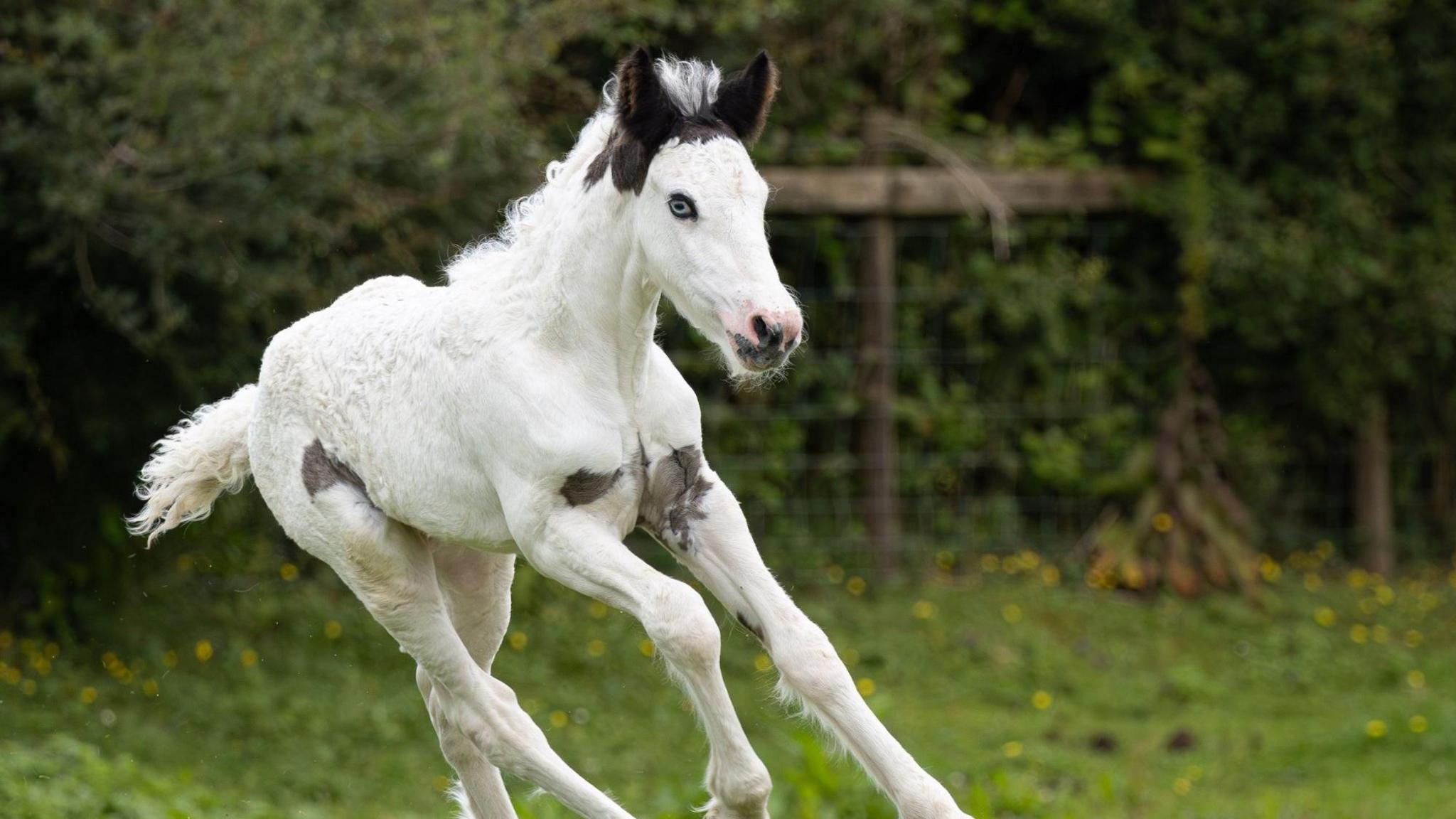 Foal Jack Sparrow who is almost entirely white apart from his ears which are black. He has blue eyes and is running, with grass and a fence behind him.