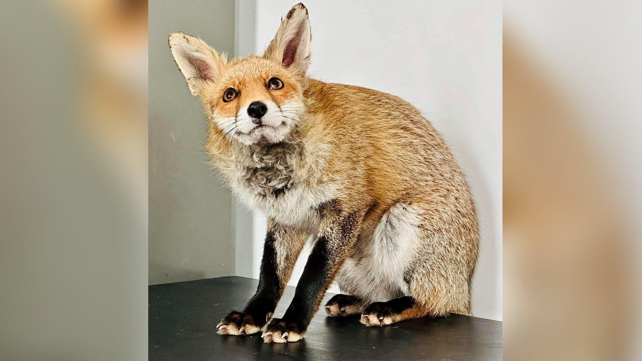 fox