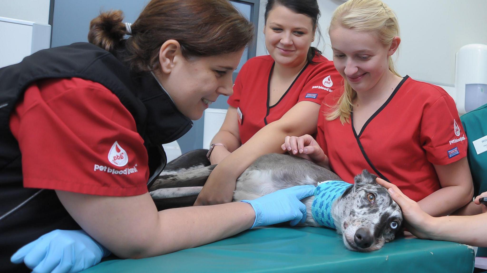 A dog lying on a medical table to donate blood with three Pet Blood Bank UK staff