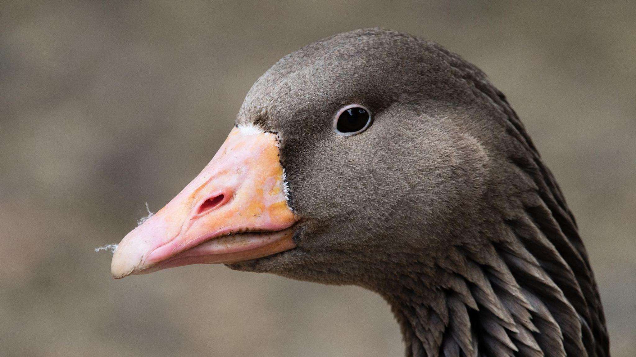 A goose head. It is brown and has a bright orange beak.