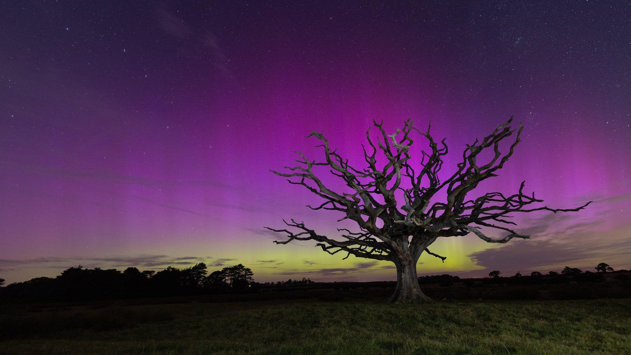 Picture of a tree outlined in the multicoloured sky in Bangor, Gwynedd: 