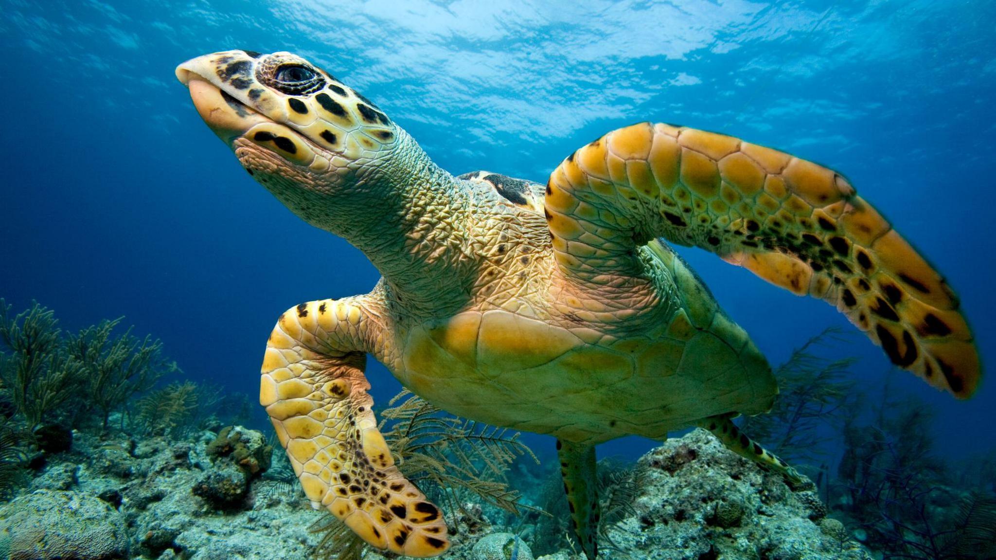 Hawksbill turtle