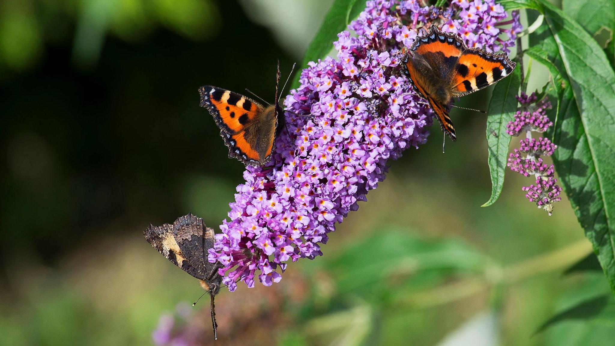 Three butterflies on a purple buddleia.