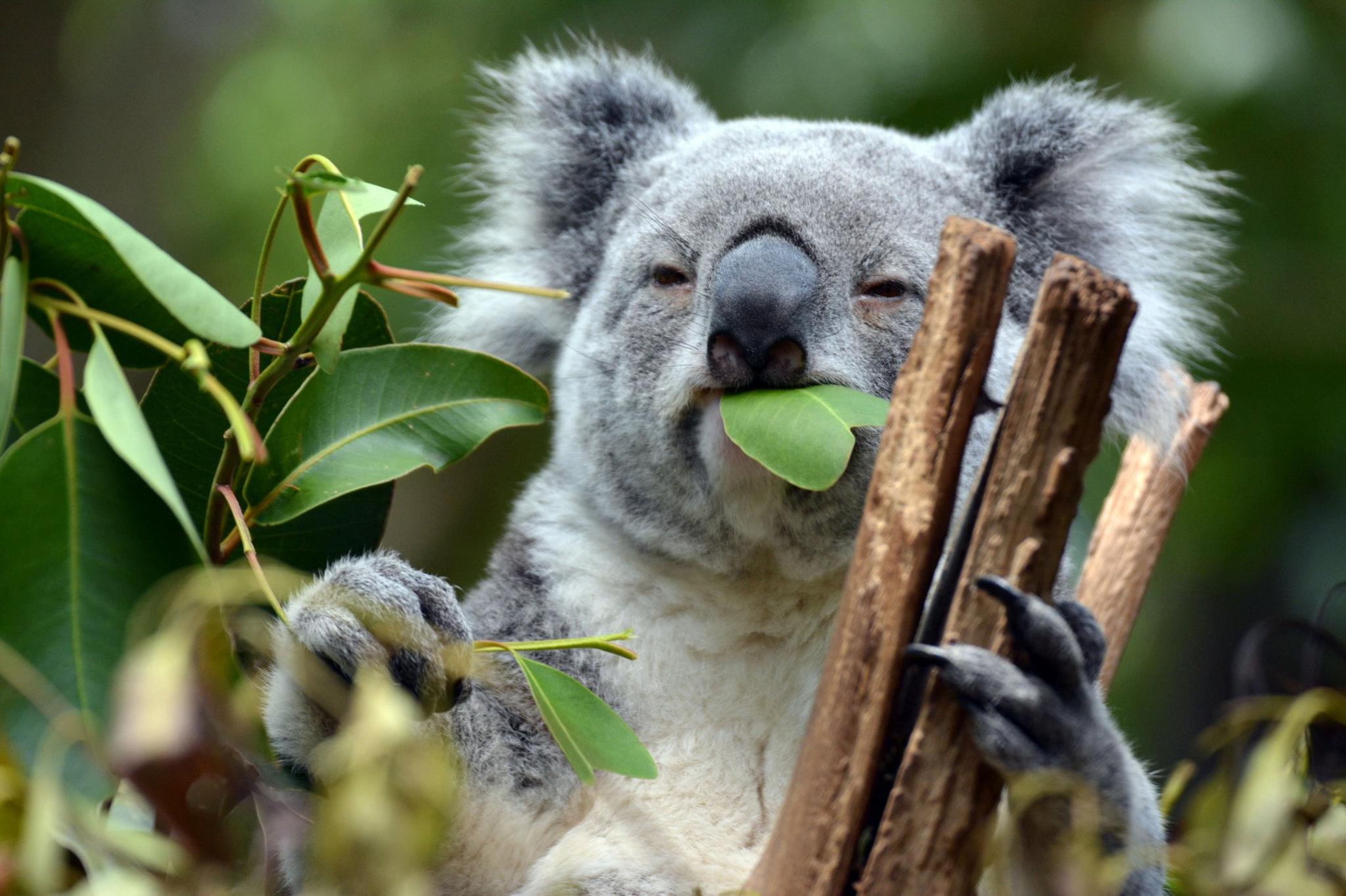 koala-eating-leaves