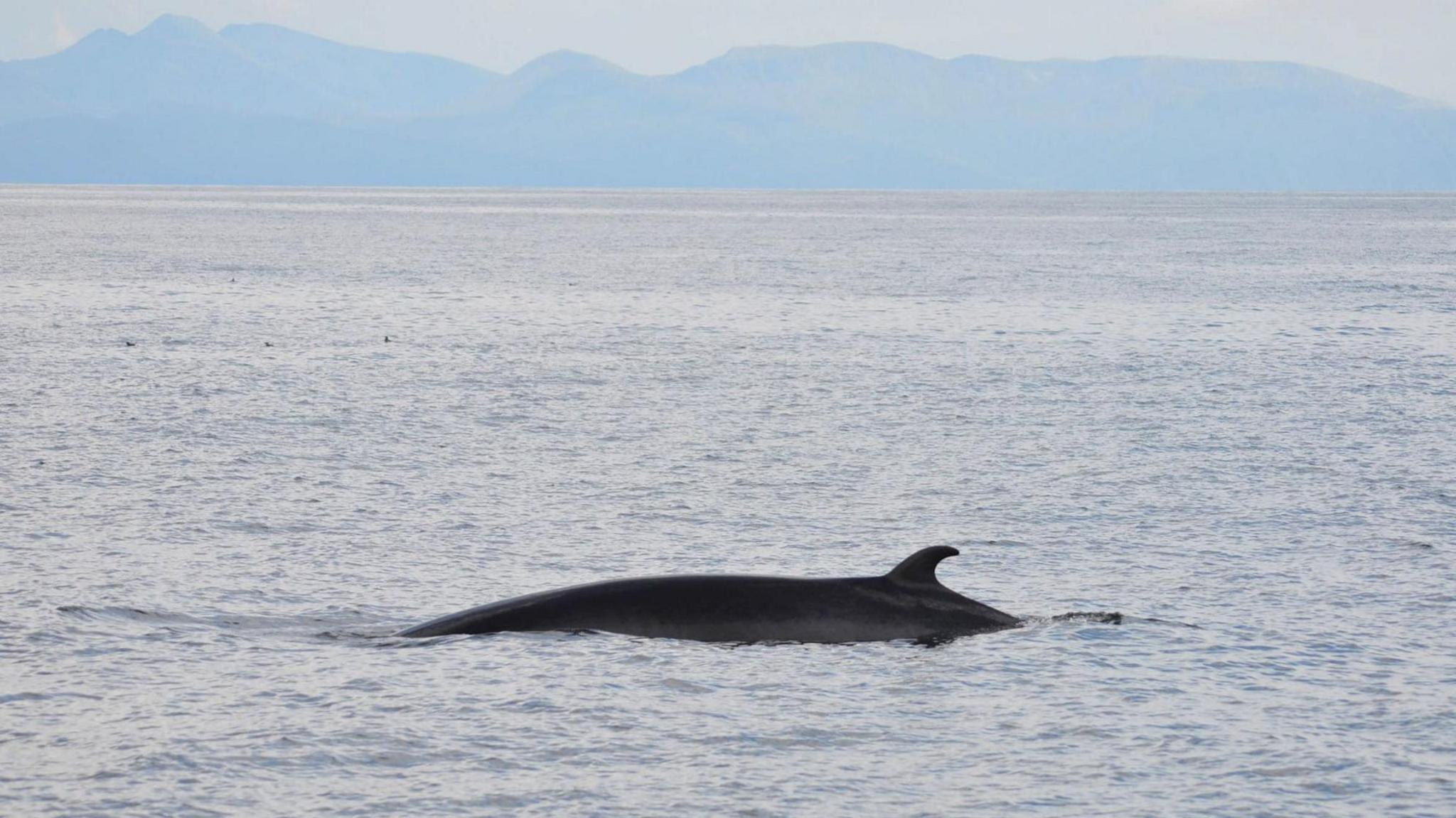 The back and fin of the whale are visible above the surface of the sea. The whale is dark grey in colour. The sea is calm and in the distance a coastline with hills.