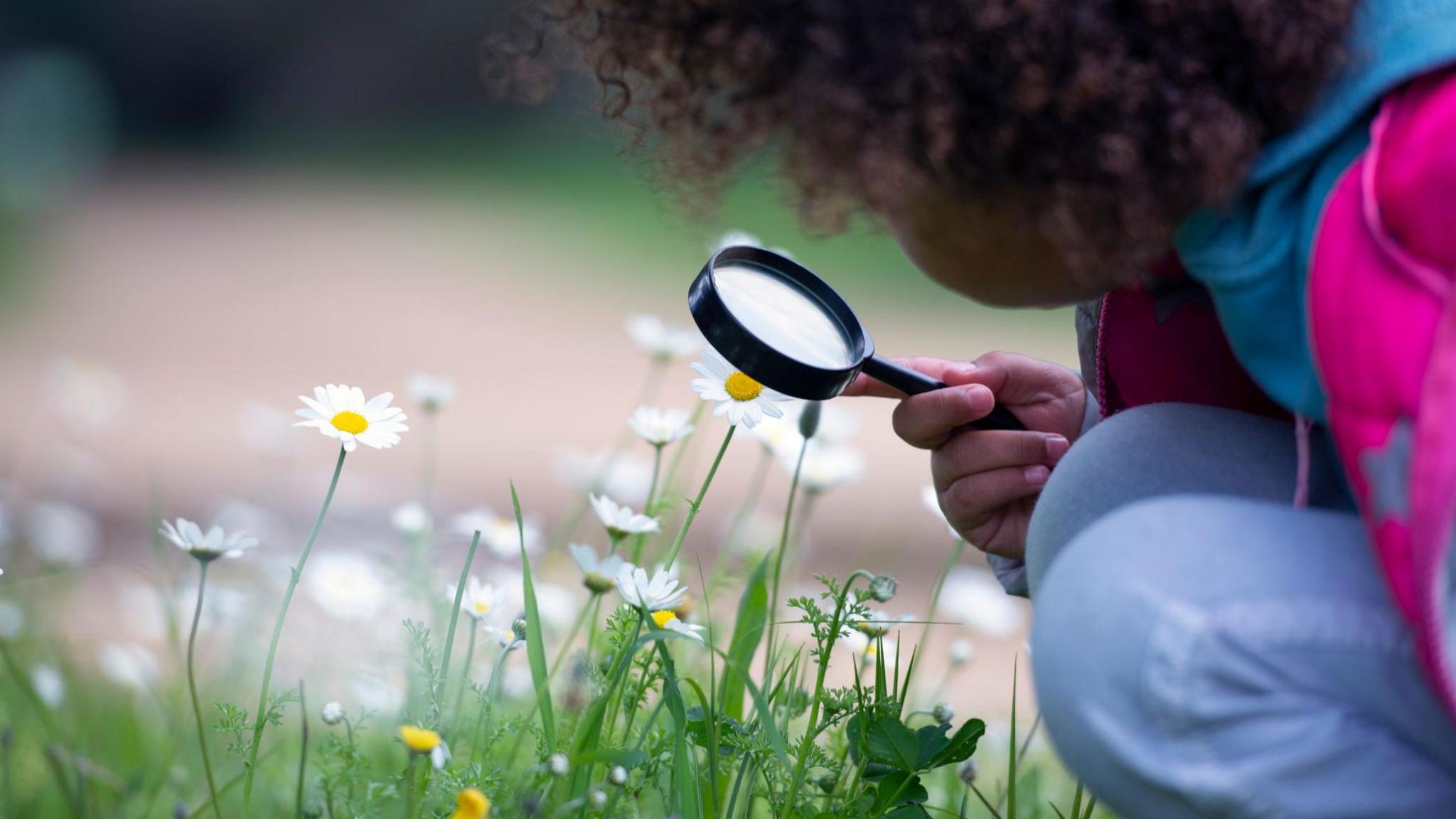 Child looking at daisy with magnifying glass
