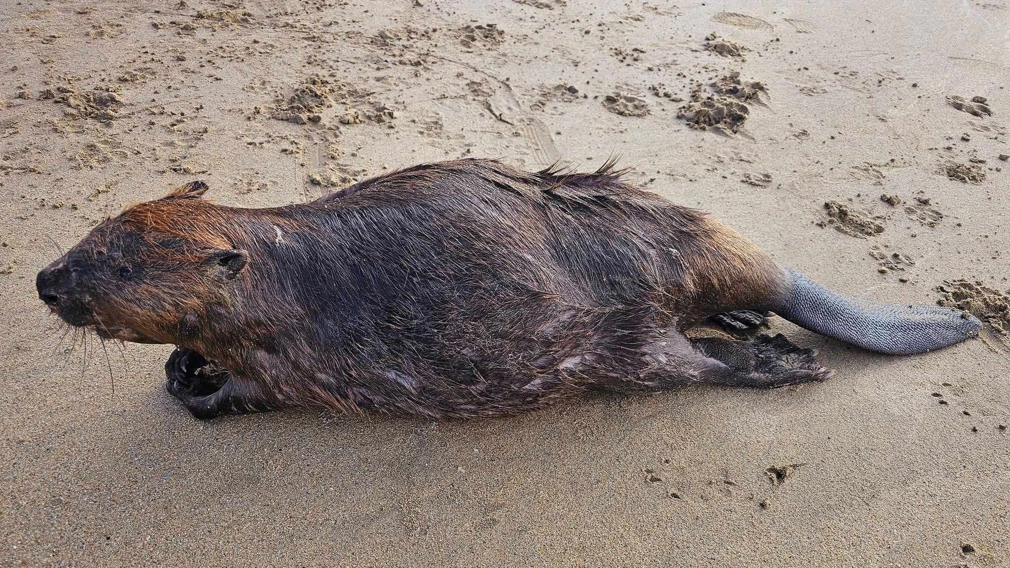 A dead beaver laid on the sand at Polzeath Beach. It is facing towards the ocean. It is not limp and looks almost like it has been stuffed. The photo is taken looking down on the beaver.