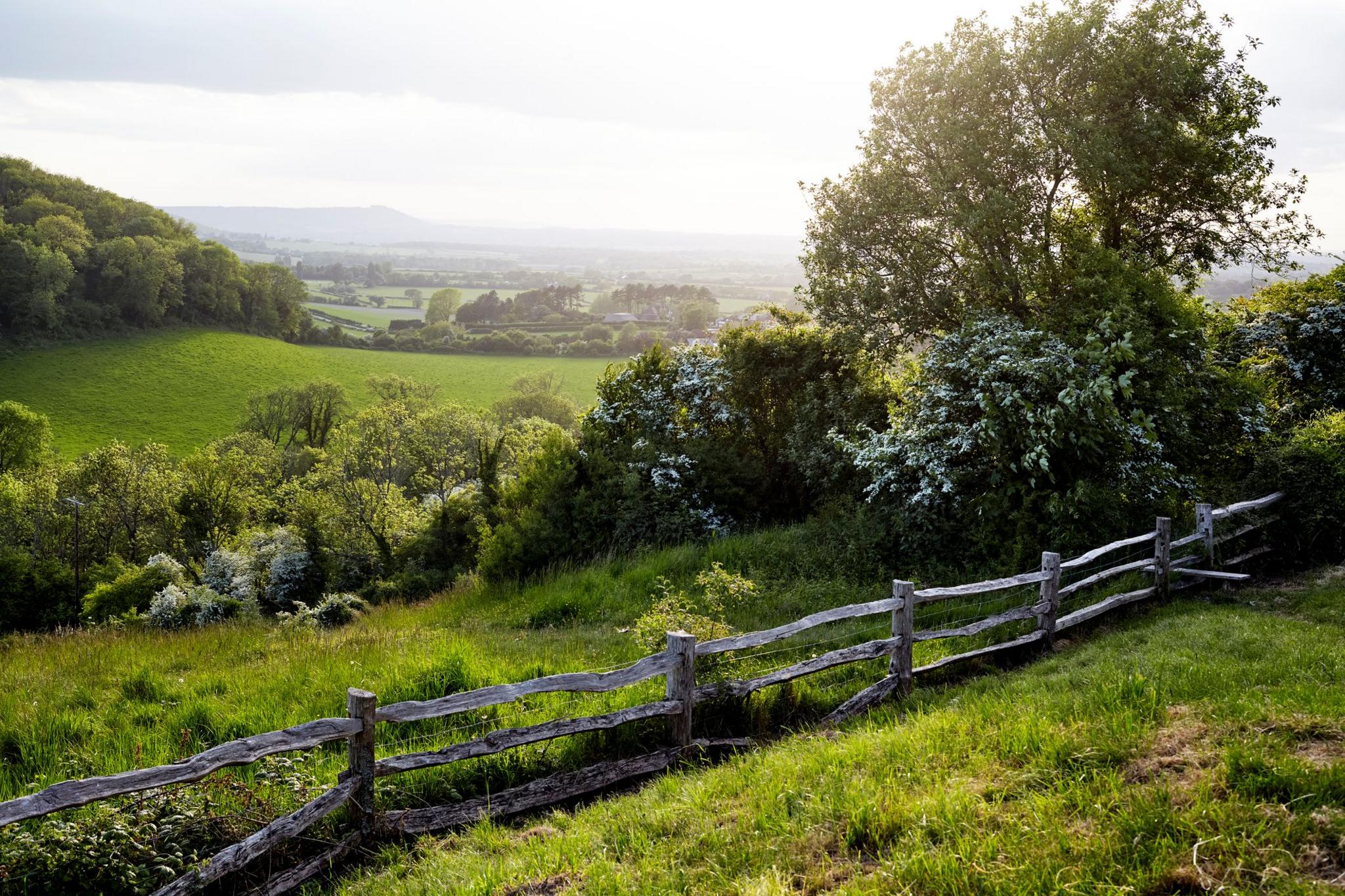 A lush green national park with a wooden slat fence in the foreground and trees on rolling hills in the distance in the South Downs