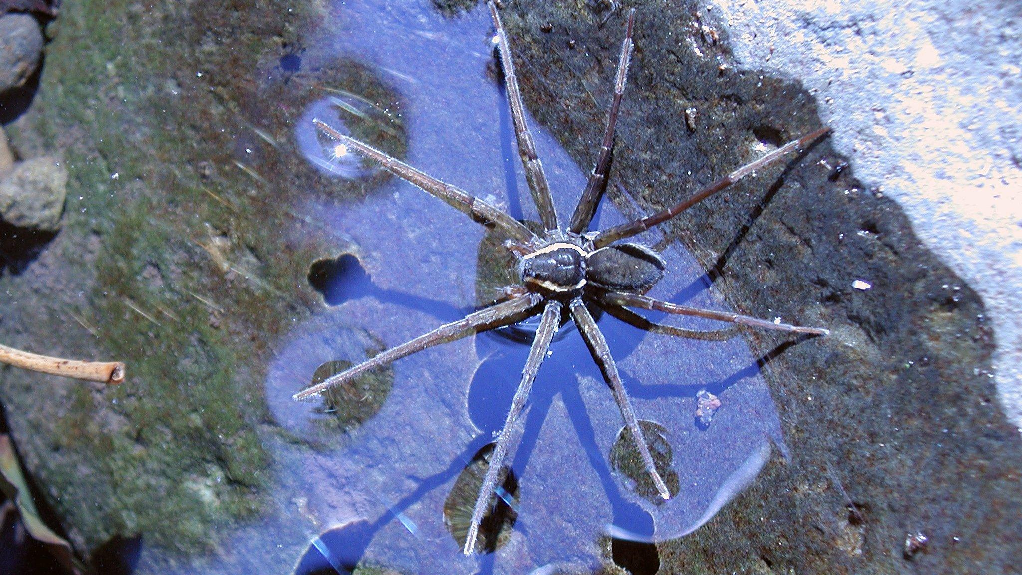 A big spider called Dolomedes briangreenei