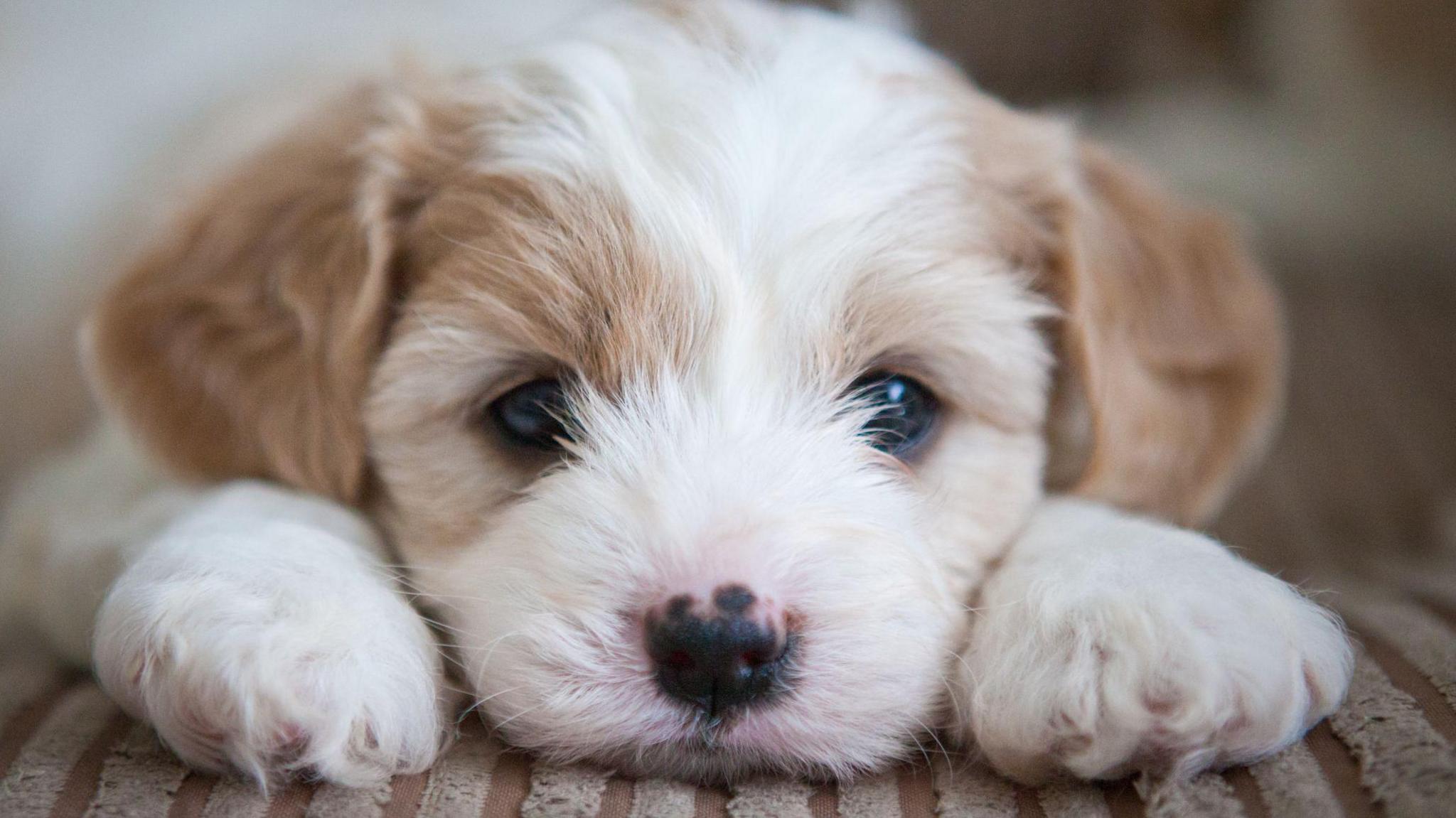 A puppy lying down looking at the camera. The puppy is blonde and white with a pink and black nose.