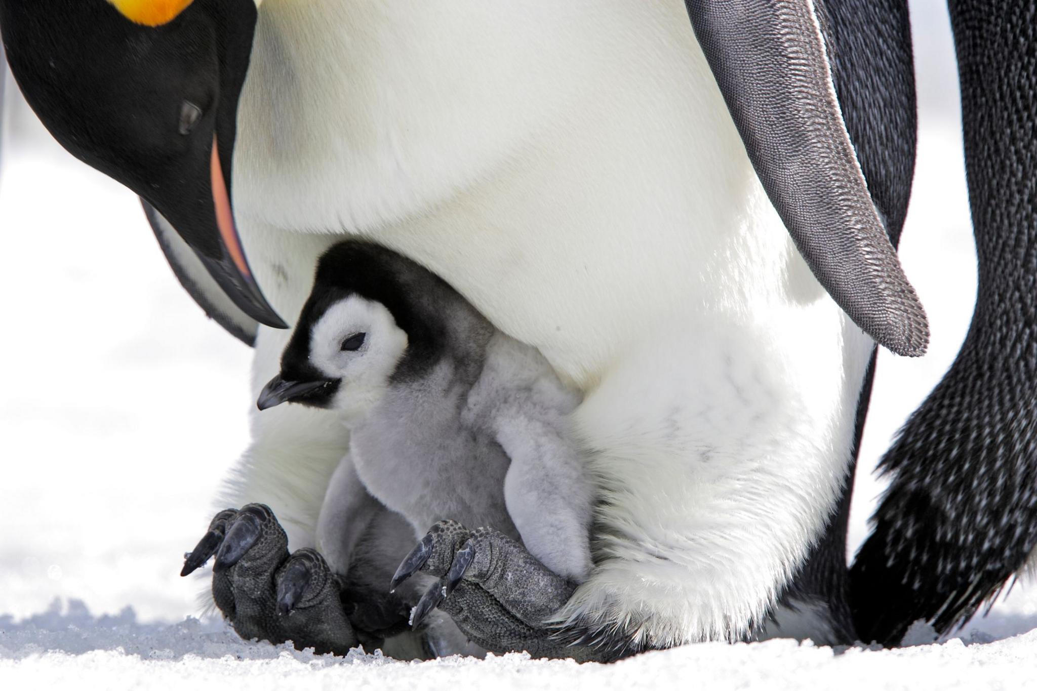 A mother emperor penguin with a chick at her feet standing on snowy ice