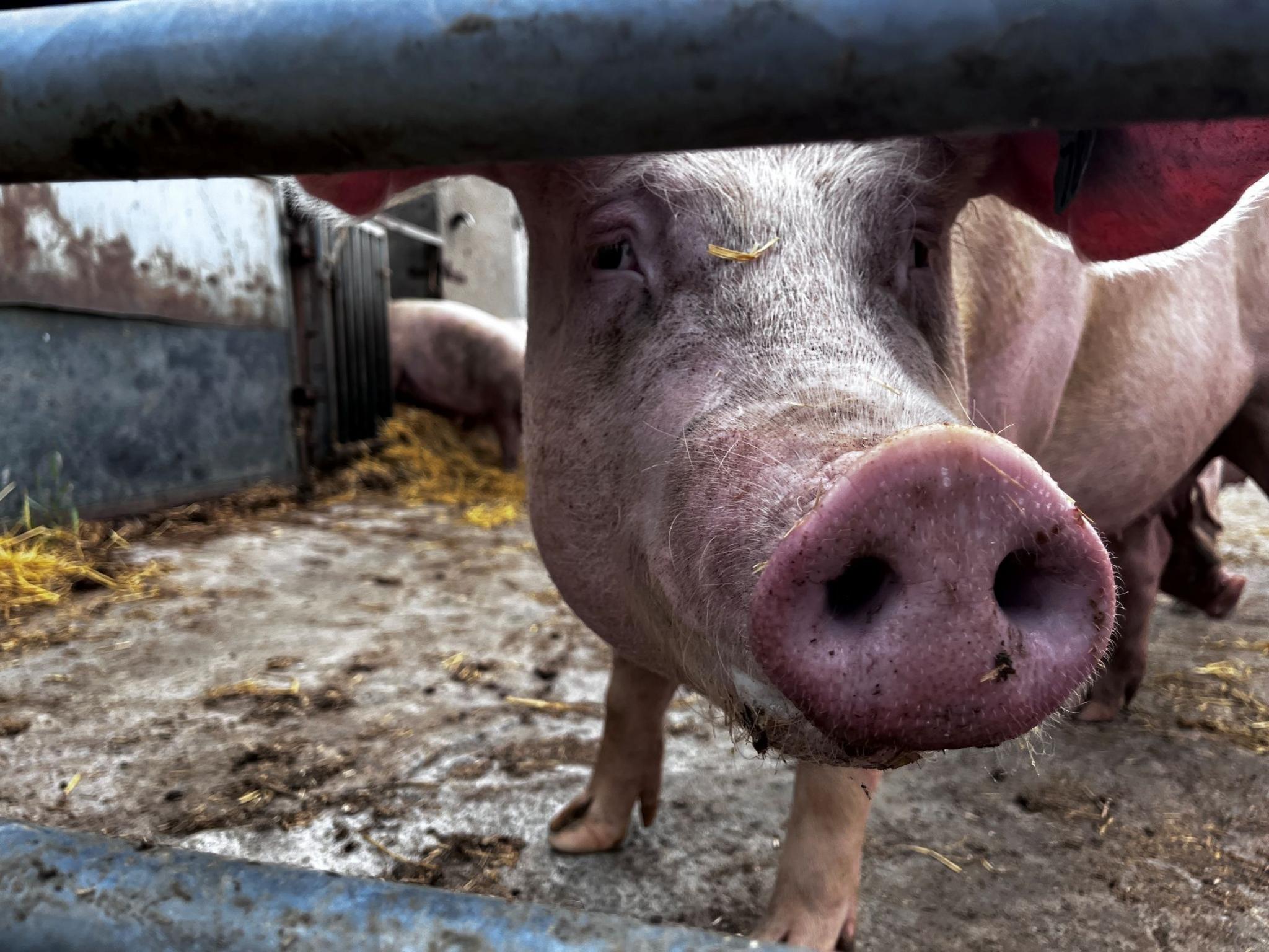 A pig's snout looking through a gap in a metal gate.