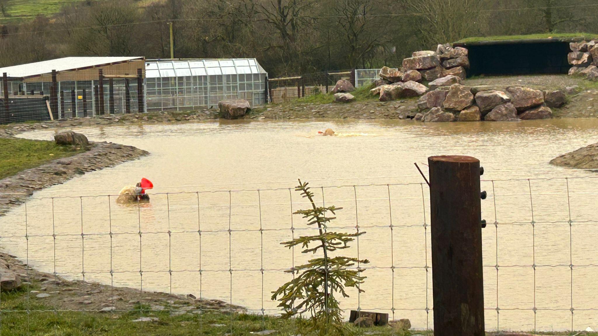 Polar bears play with traffic cones at Peak Wildlife Park