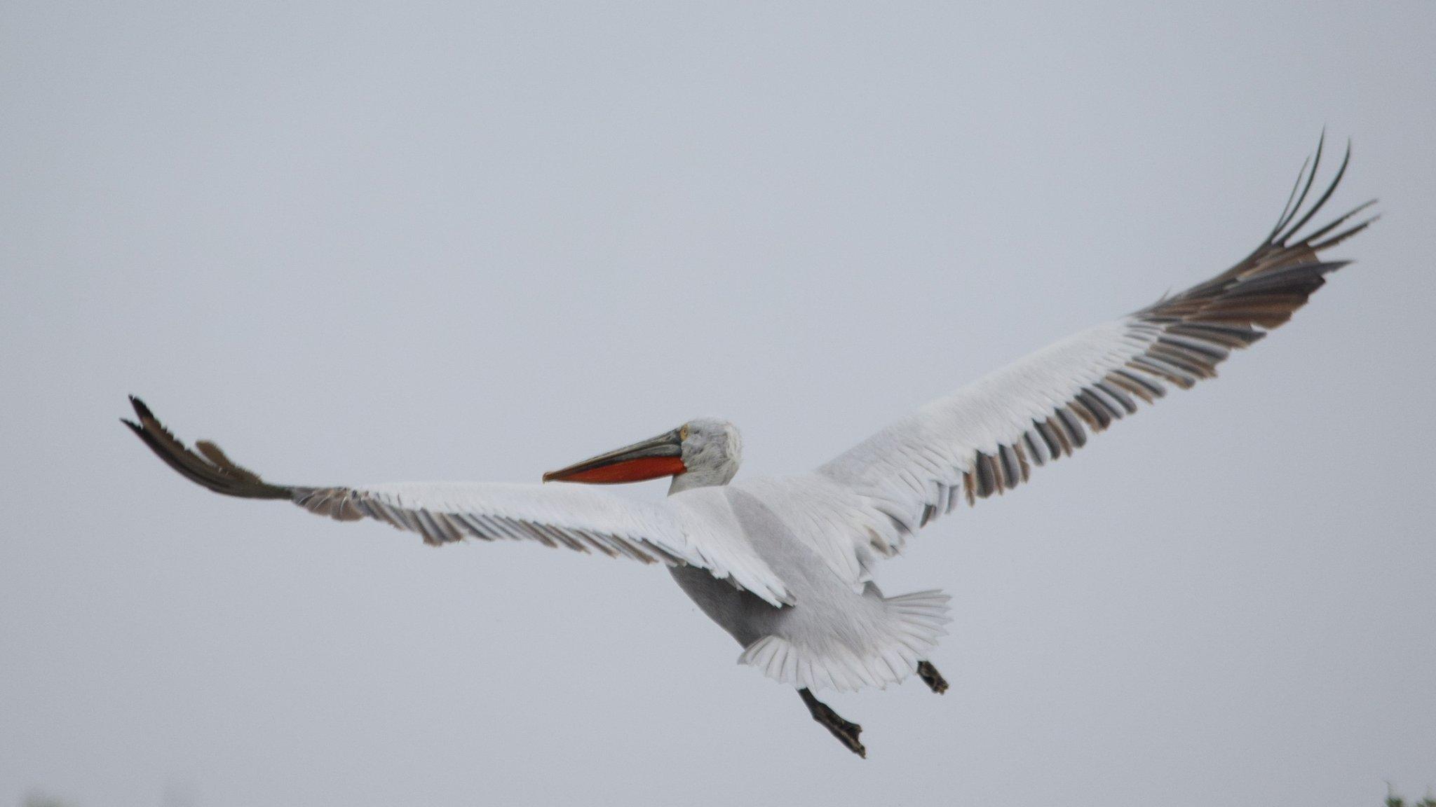 Dalmatian Pelican