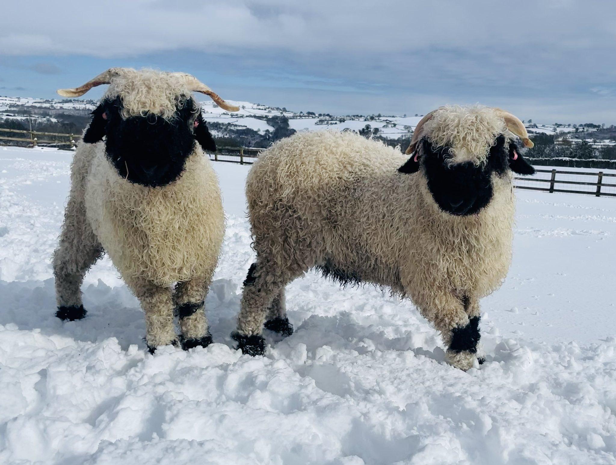 Two sheep in the snow