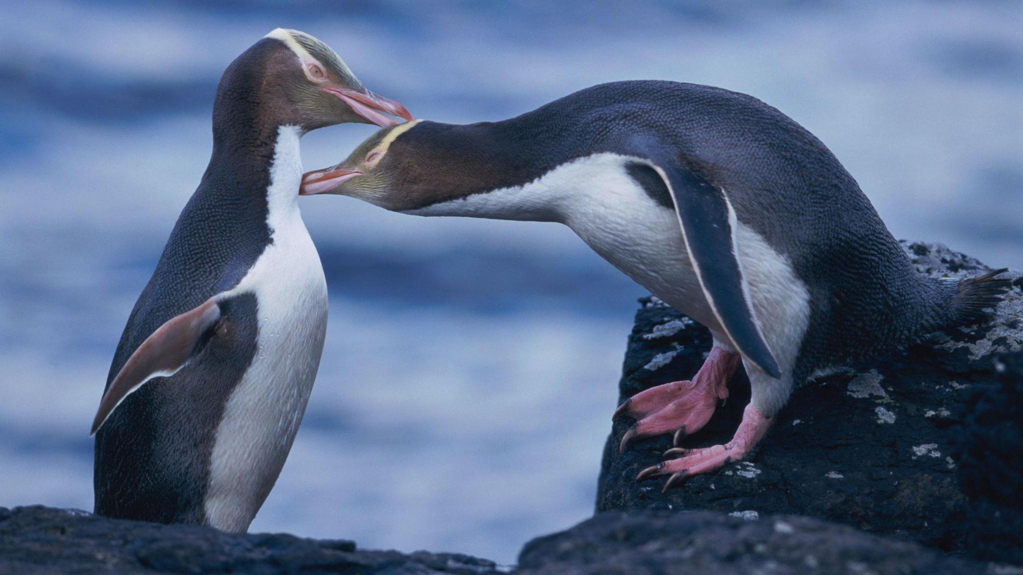 two hioiho penguins groom eachother